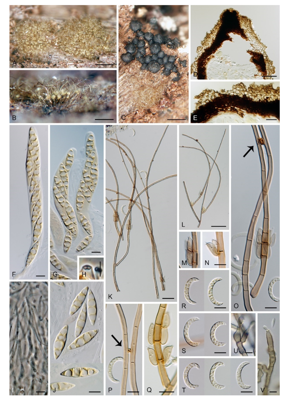 Microorganisms 09 00706 g010