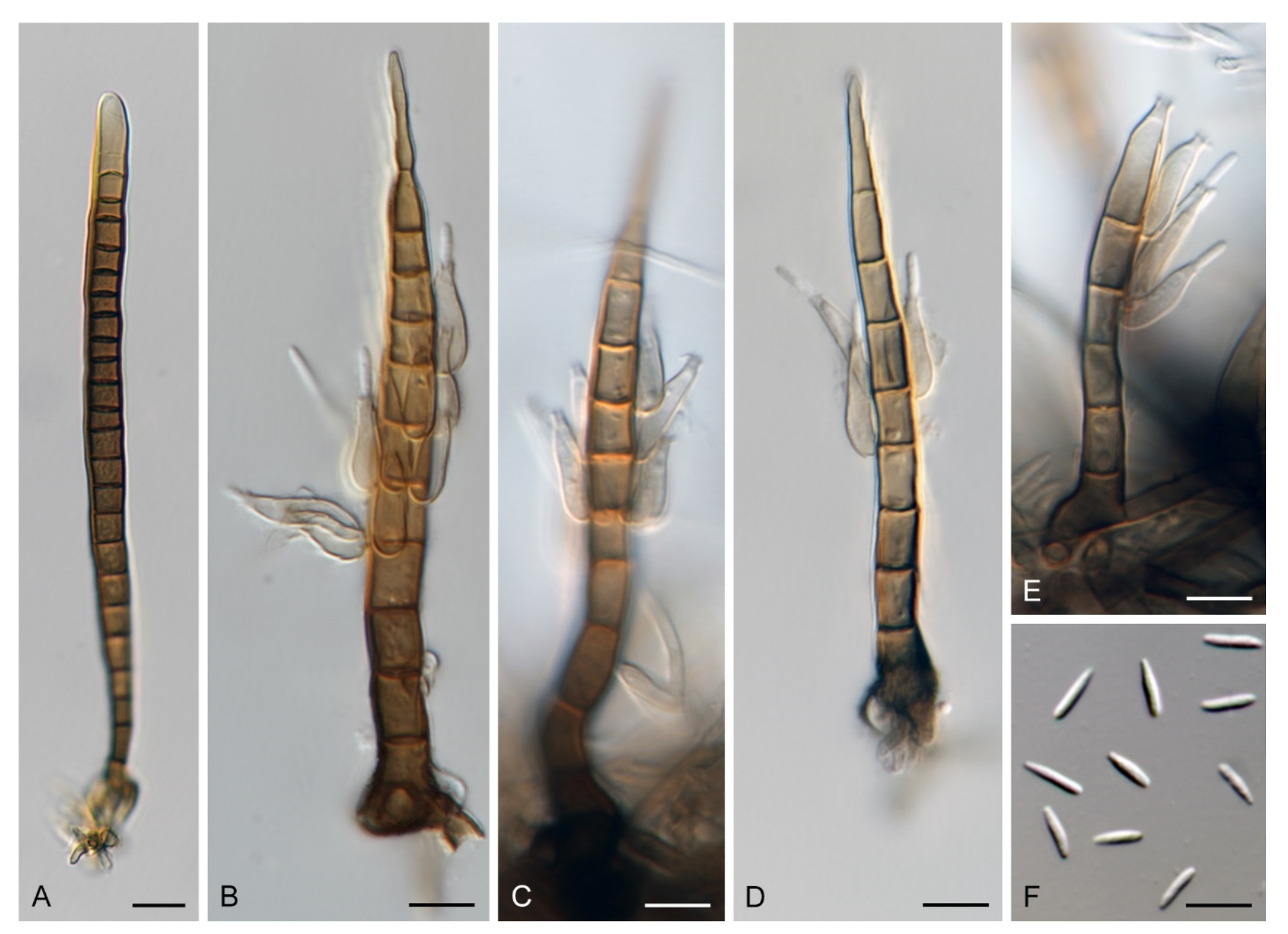 Microorganisms 09 00706 g011