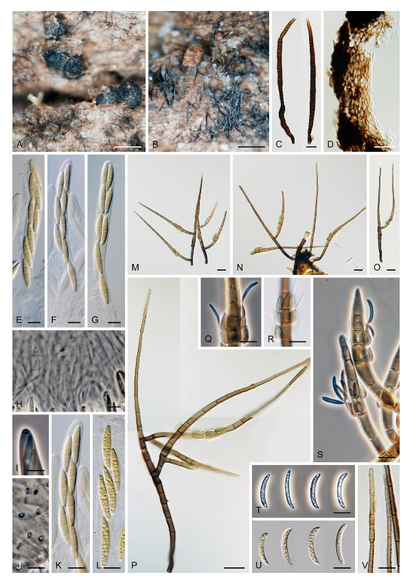 Microorganisms 09 00706 g012