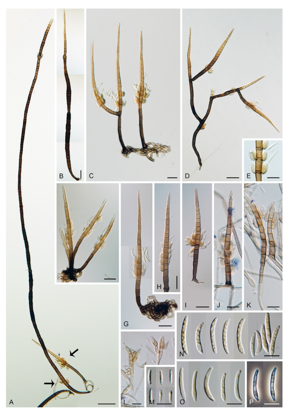 Microorganisms 09 00706 g014