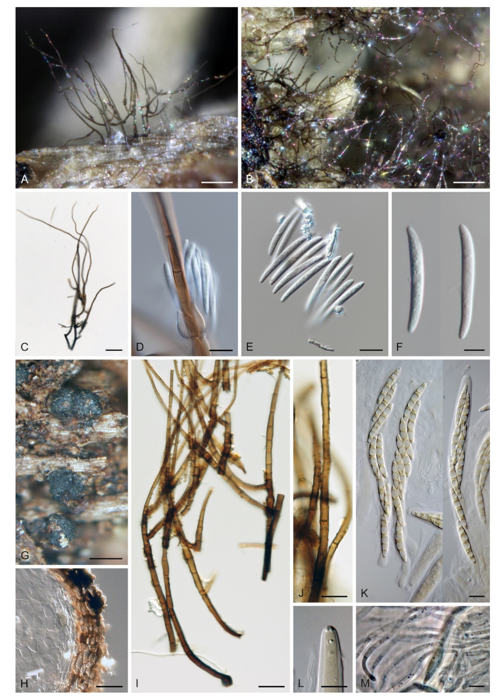 Microorganisms 09 00706 g015