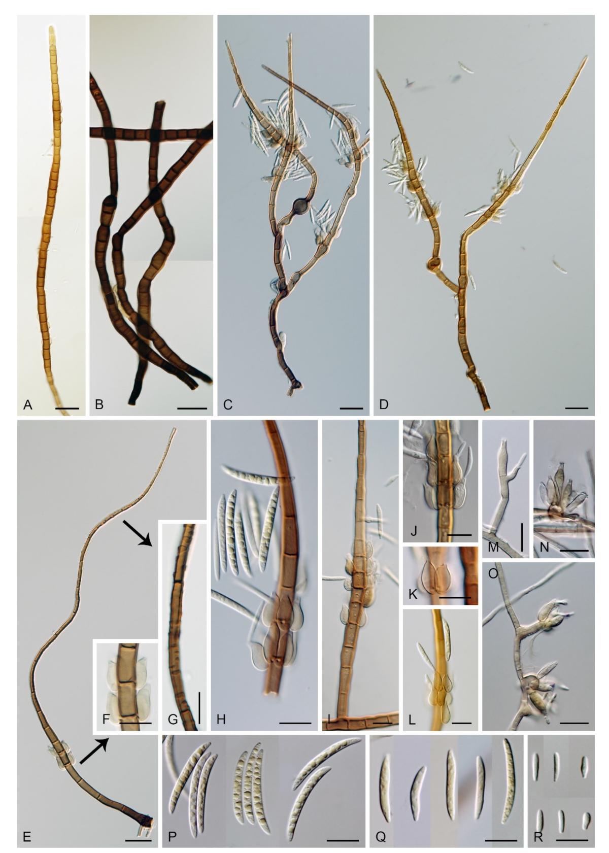Microorganisms 09 00706 g016