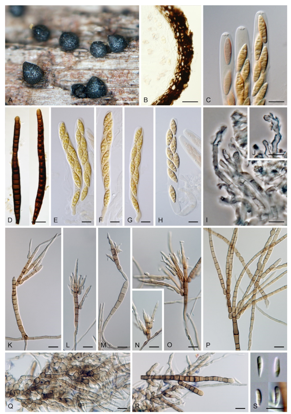 Microorganisms 09 00706 g017