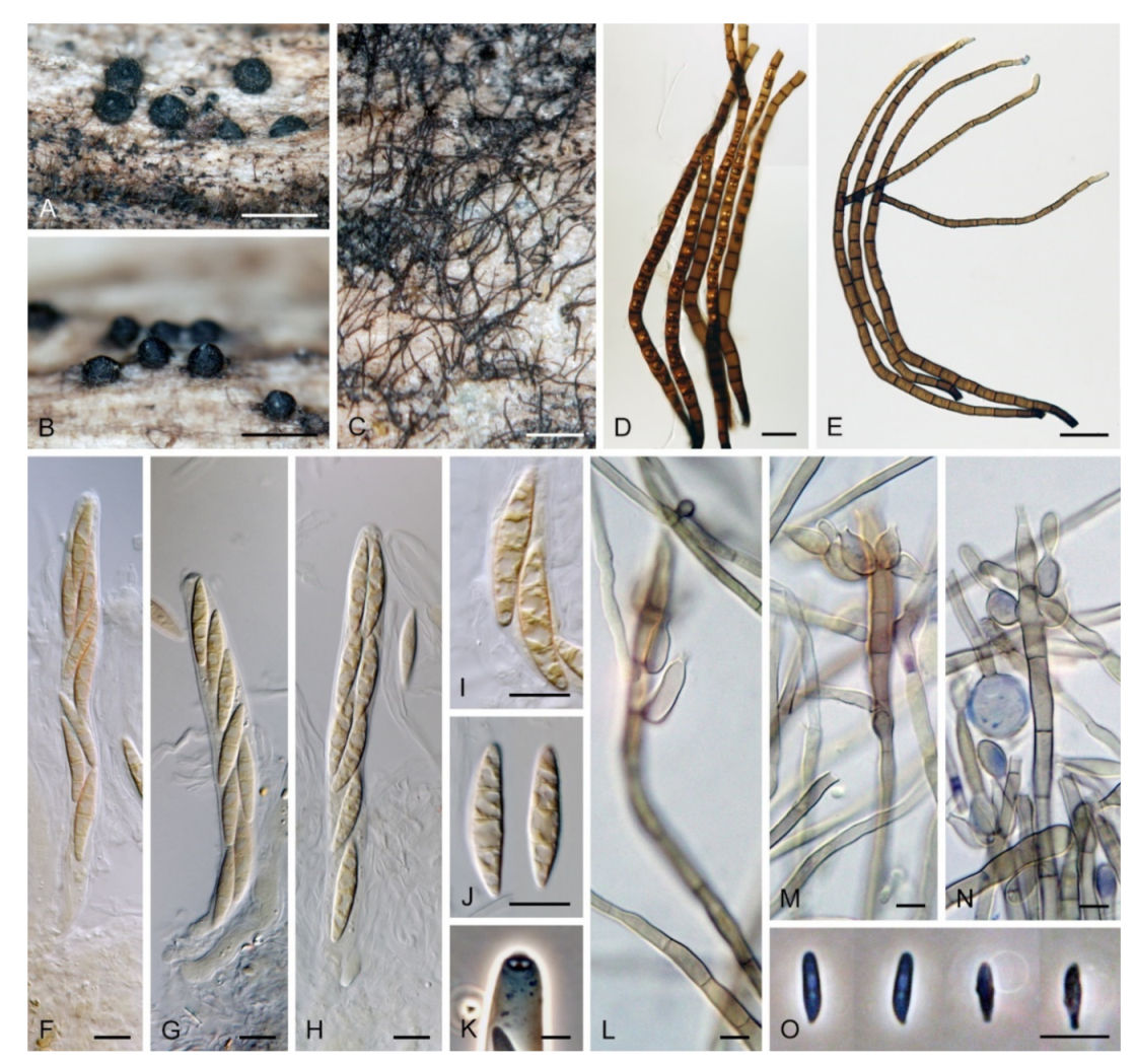 Microorganisms 09 00706 g018