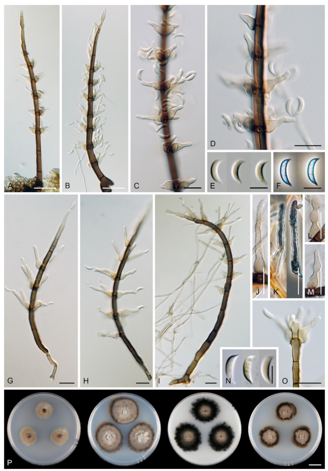 Microorganisms 09 00706 g019
