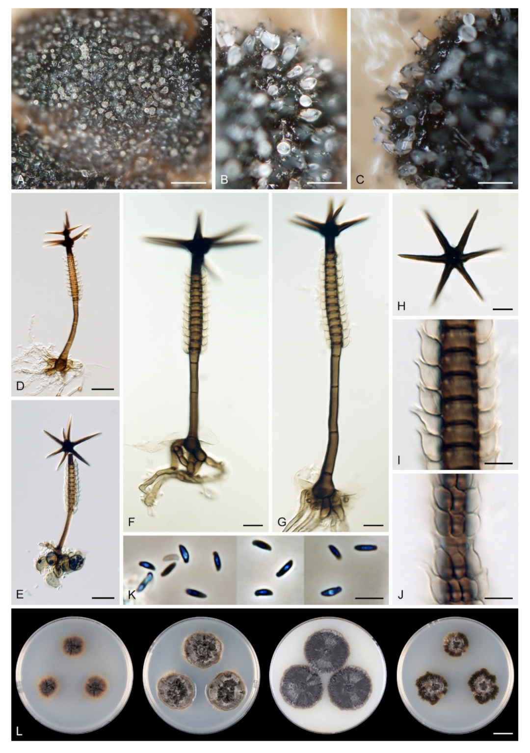 Microorganisms 09 00706 g020