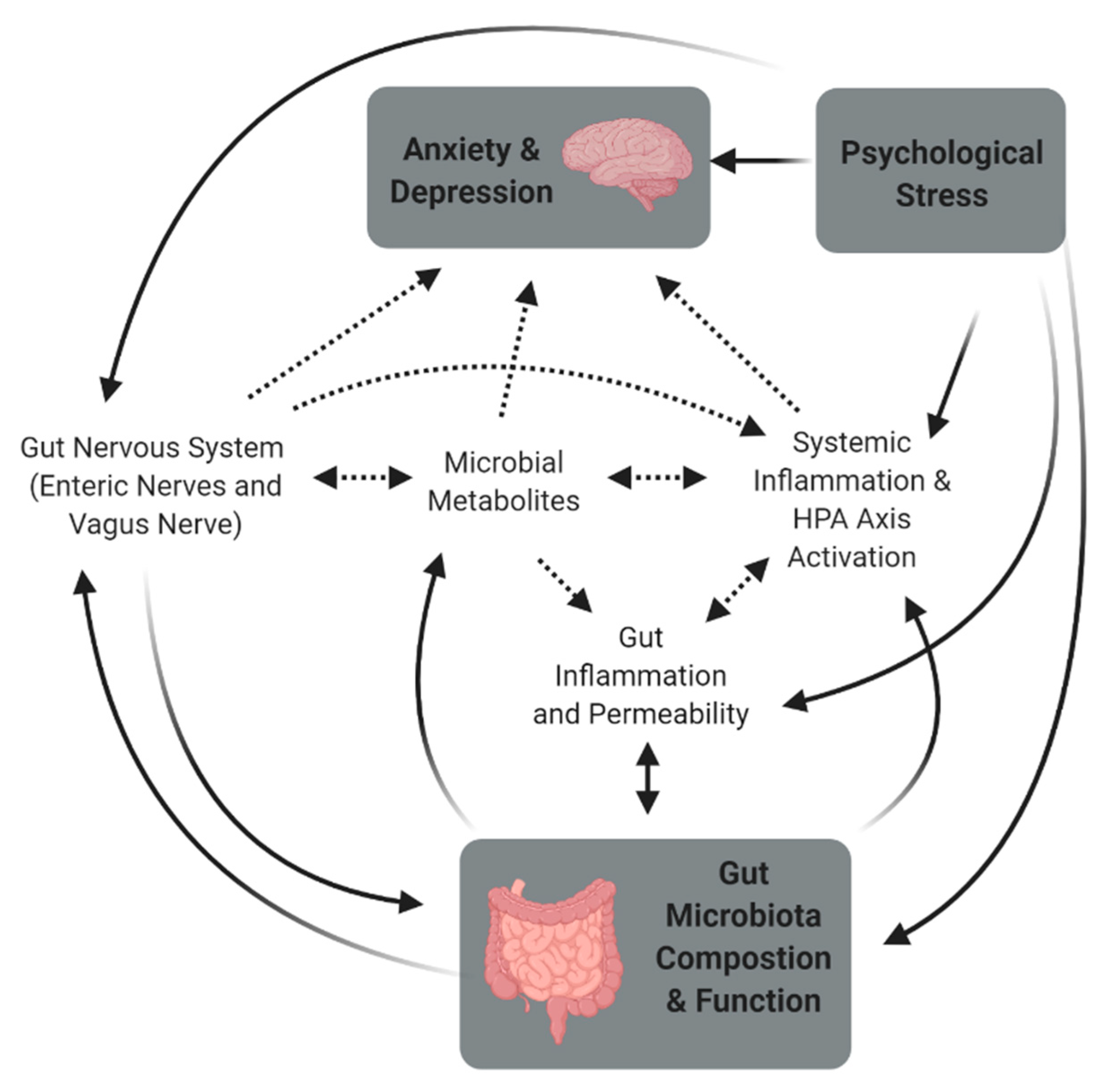 research on gut health and depression