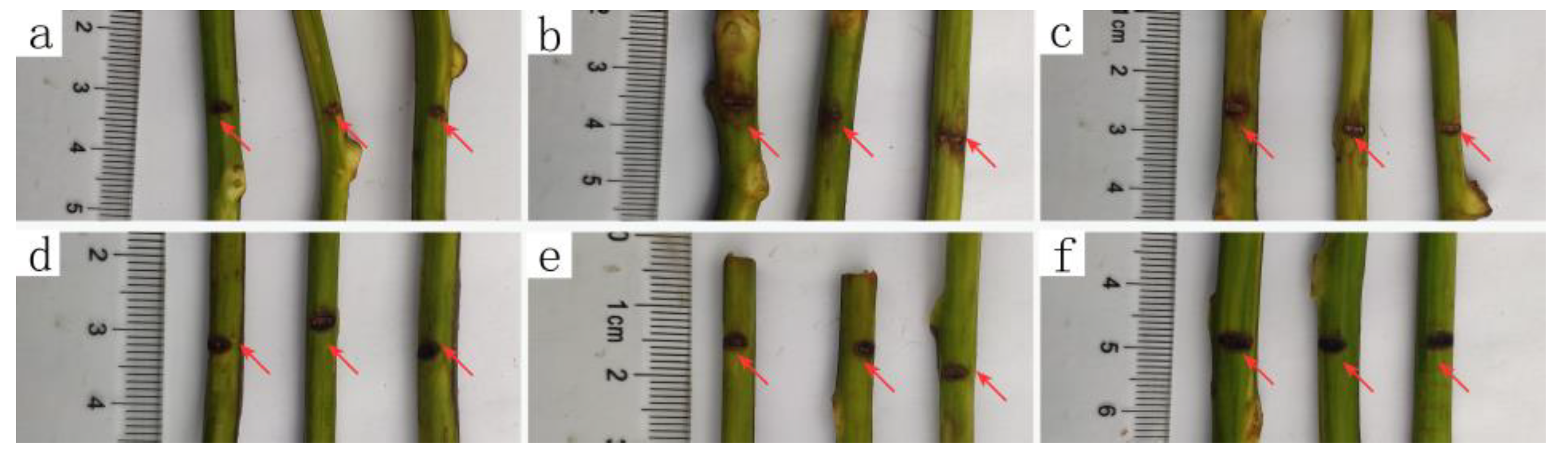 Microorganisms 09 00724 g001 Microorganisms 09 00724 g001