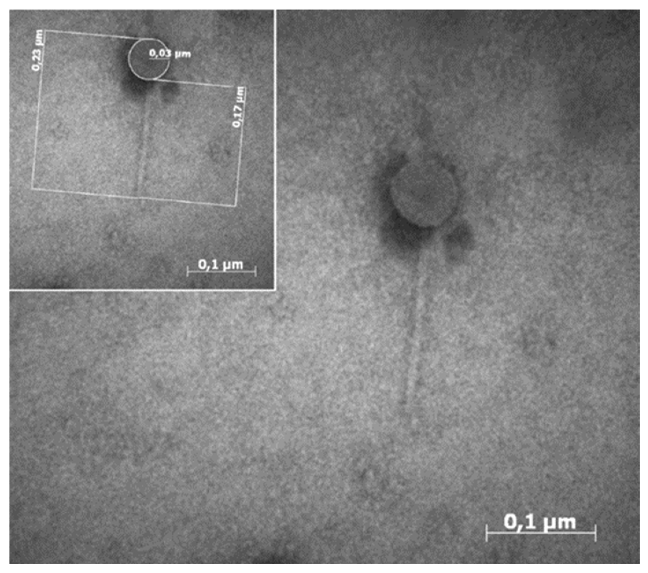Microorganisms 09 00731 g001 Microorganisms 09 00731 g001