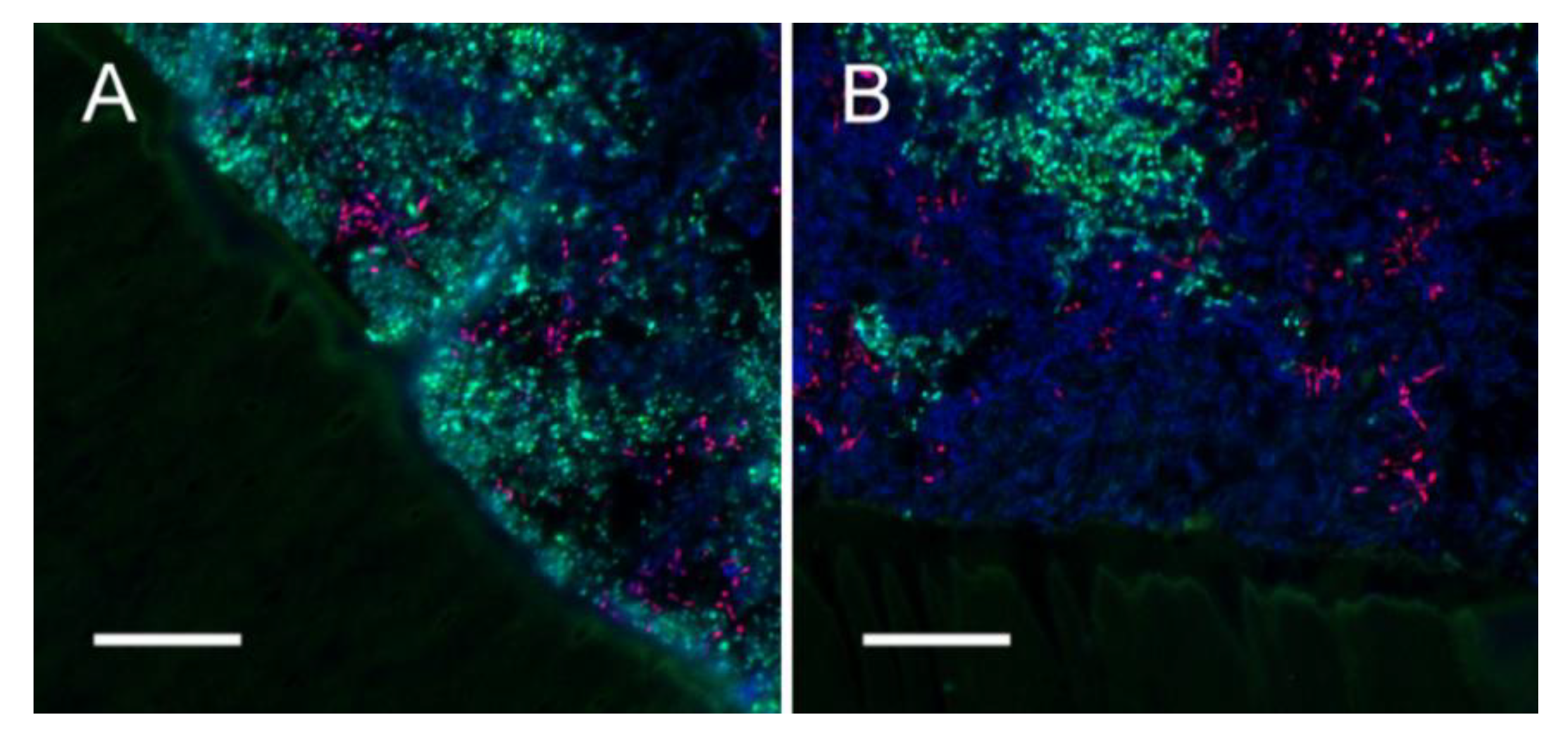 Microorganisms 09 00737 g007 Microorganisms 09 00737 g007