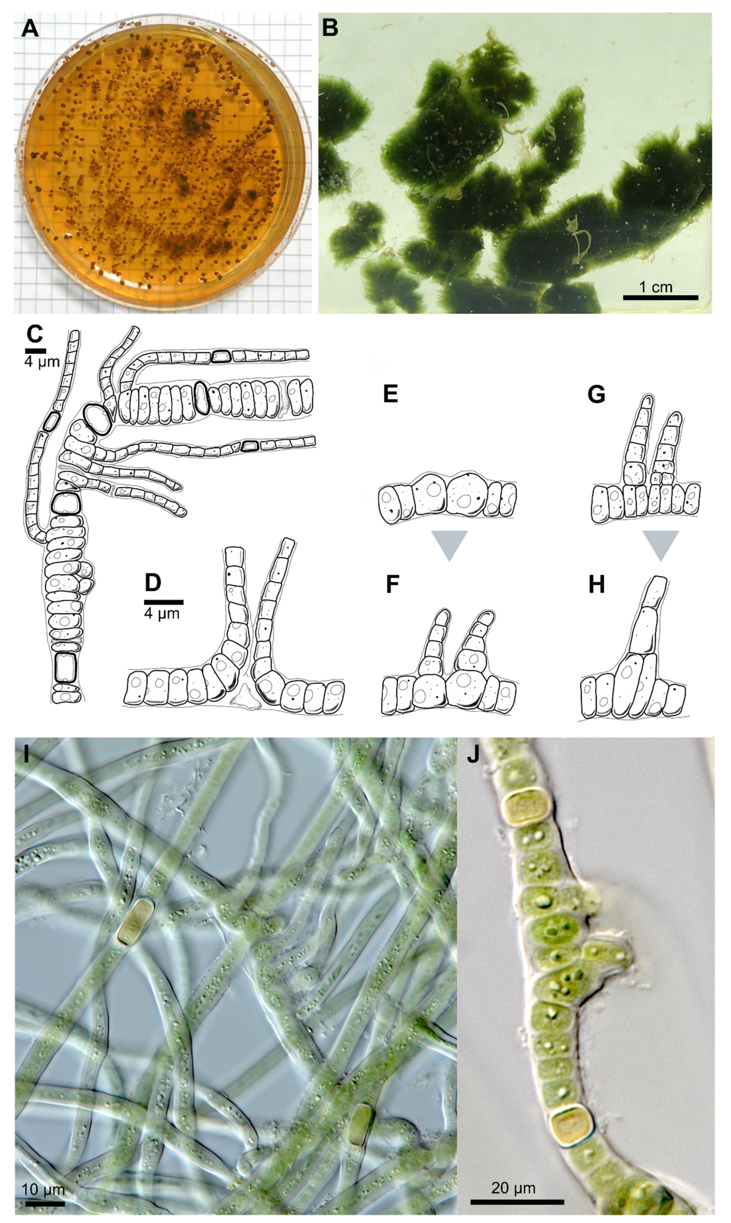 Microorganisms 09 00745 g001
