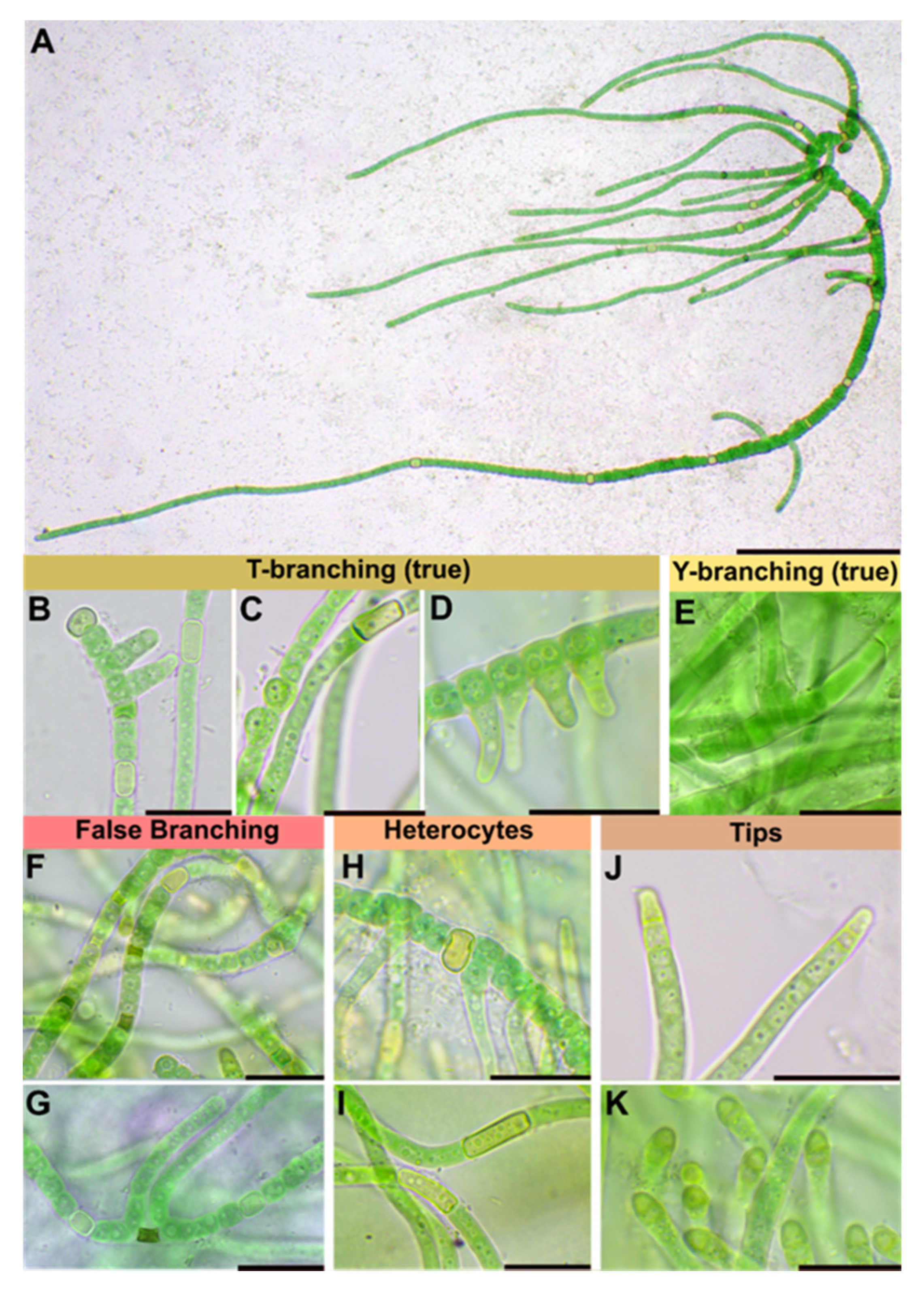 Microorganisms 09 00745 g002