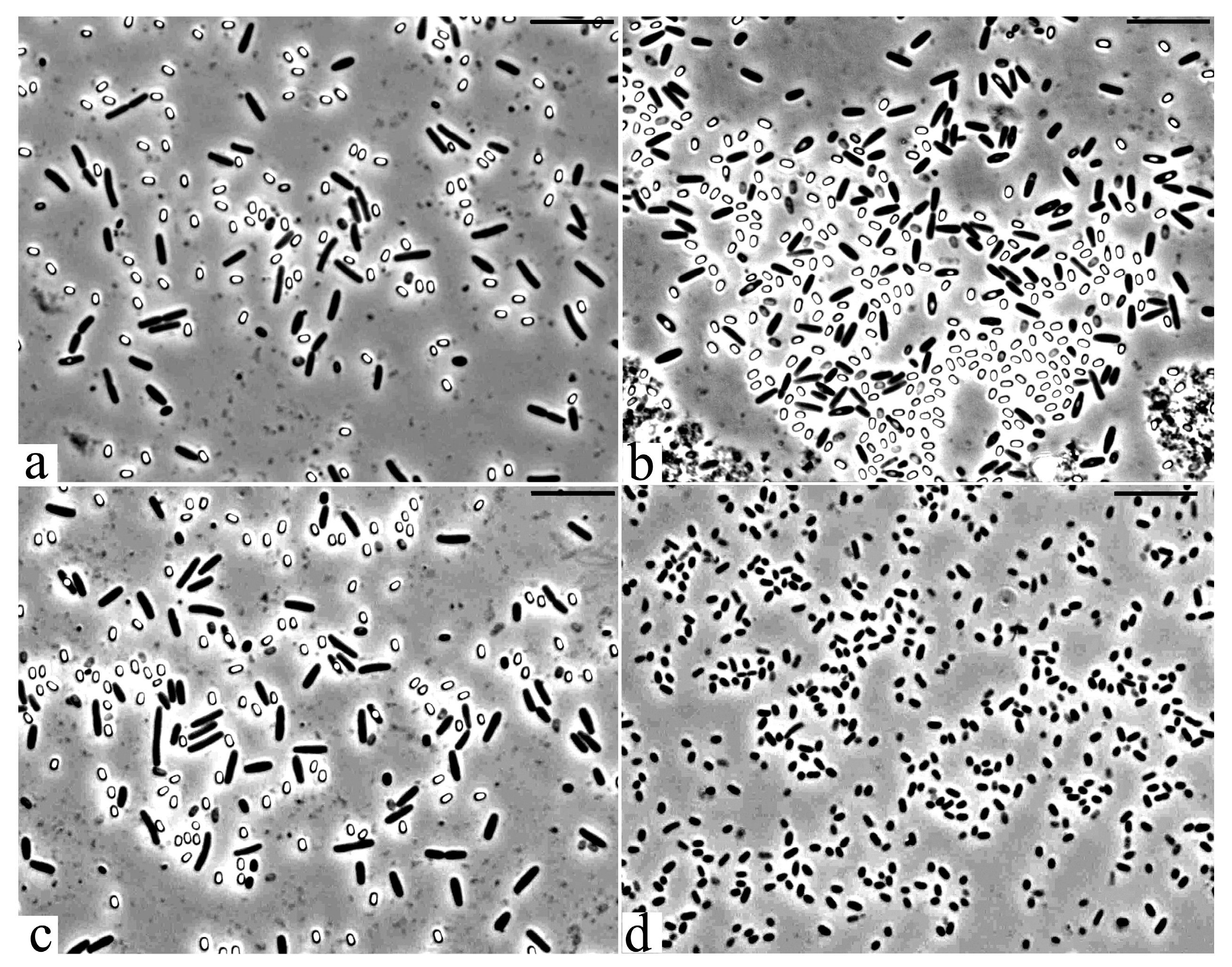 Microorganisms 09 00755 g003 Microorganisms 09 00755 g003
