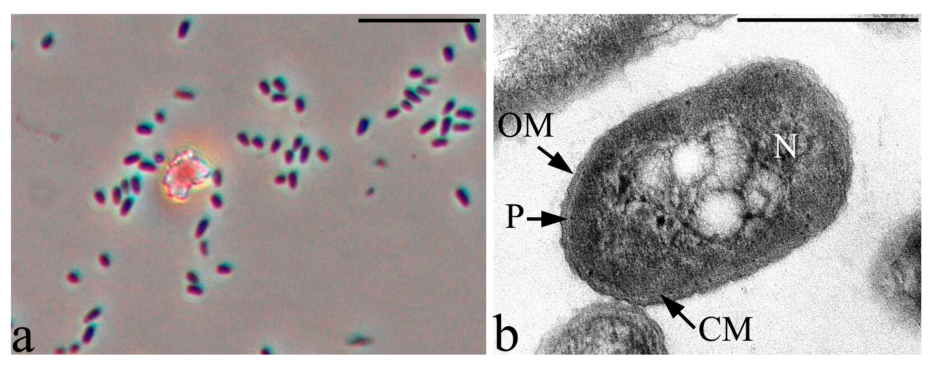 Microorganisms 09 00755 g004 Microorganisms 09 00755 g004