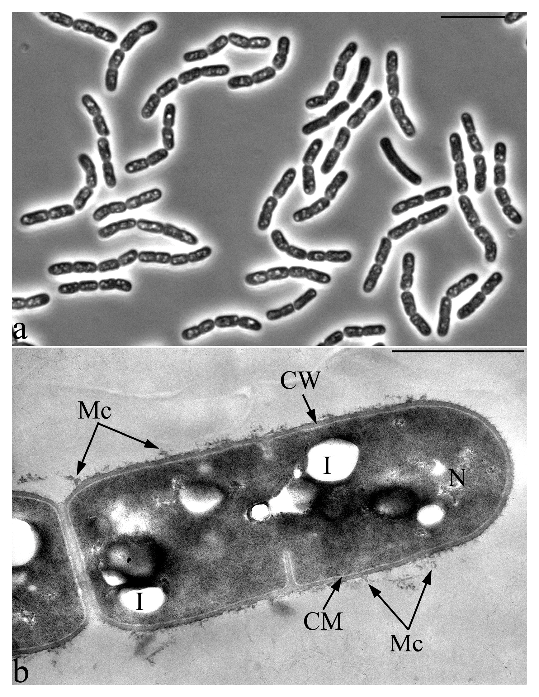 Microorganisms 09 00755 g008 Microorganisms 09 00755 g008