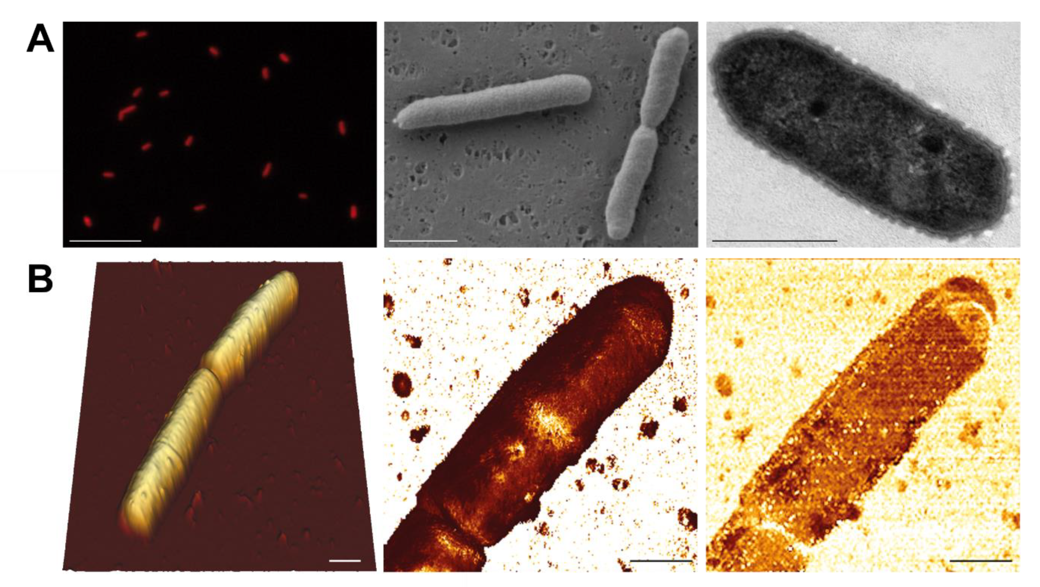 Microorganisms 09 00768 g001 Microorganisms 09 00768 g001