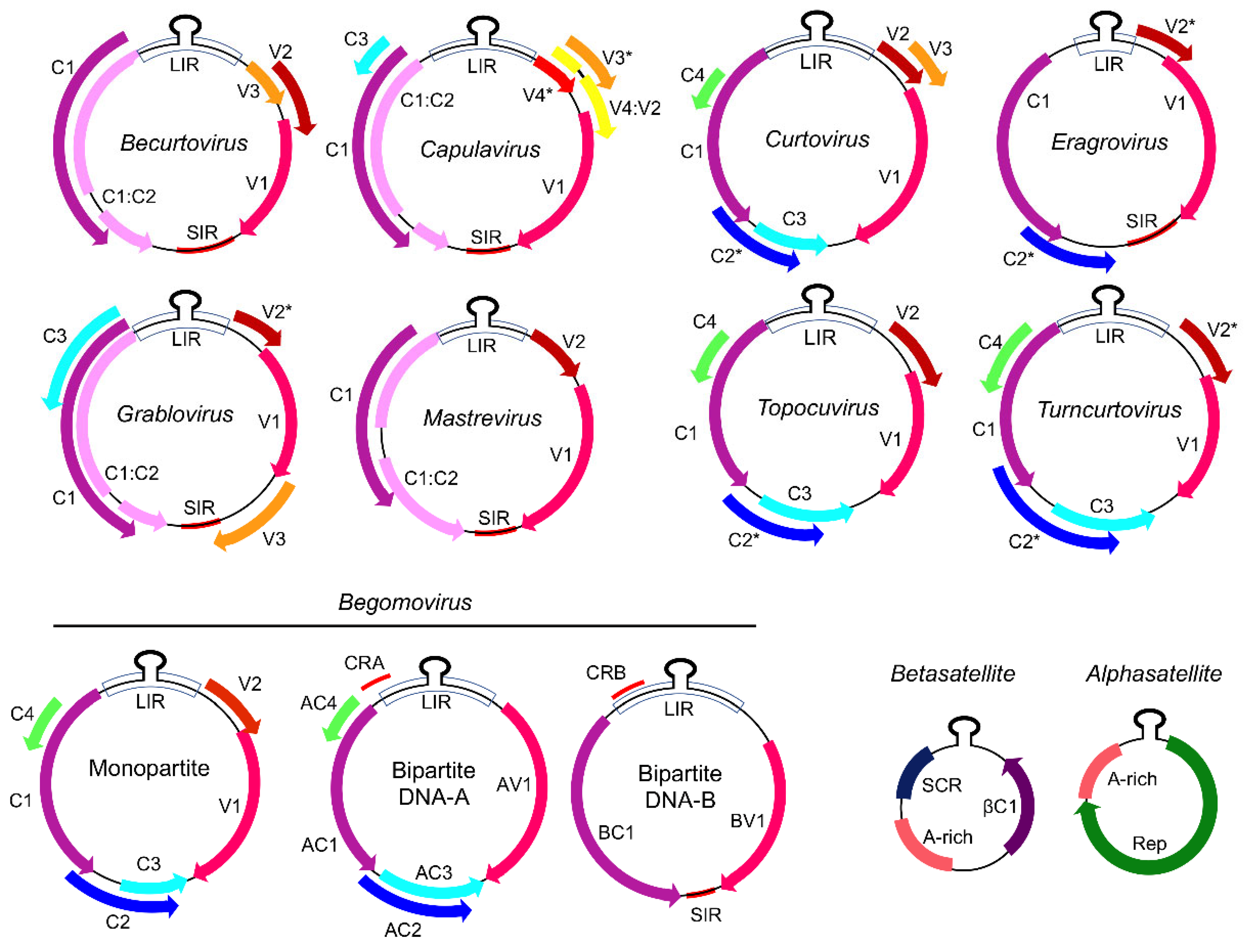 Microorganisms Free Full Text Geminiviral Triggers And Suppressors Of Plant Antiviral Immunity Html