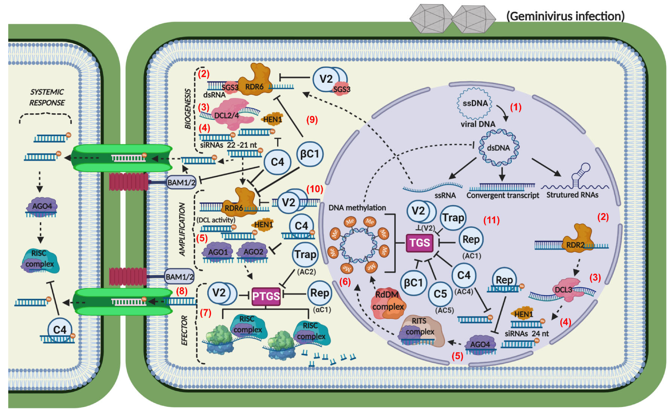 Microorganisms 09 00775 g002 Microorganisms 09 00775 g002