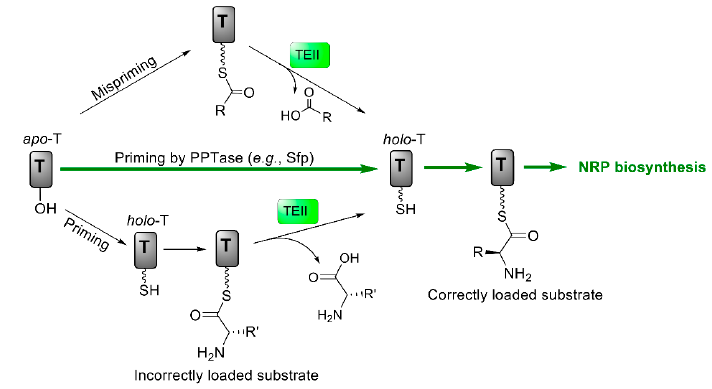 Microorganisms 09 00780 g005