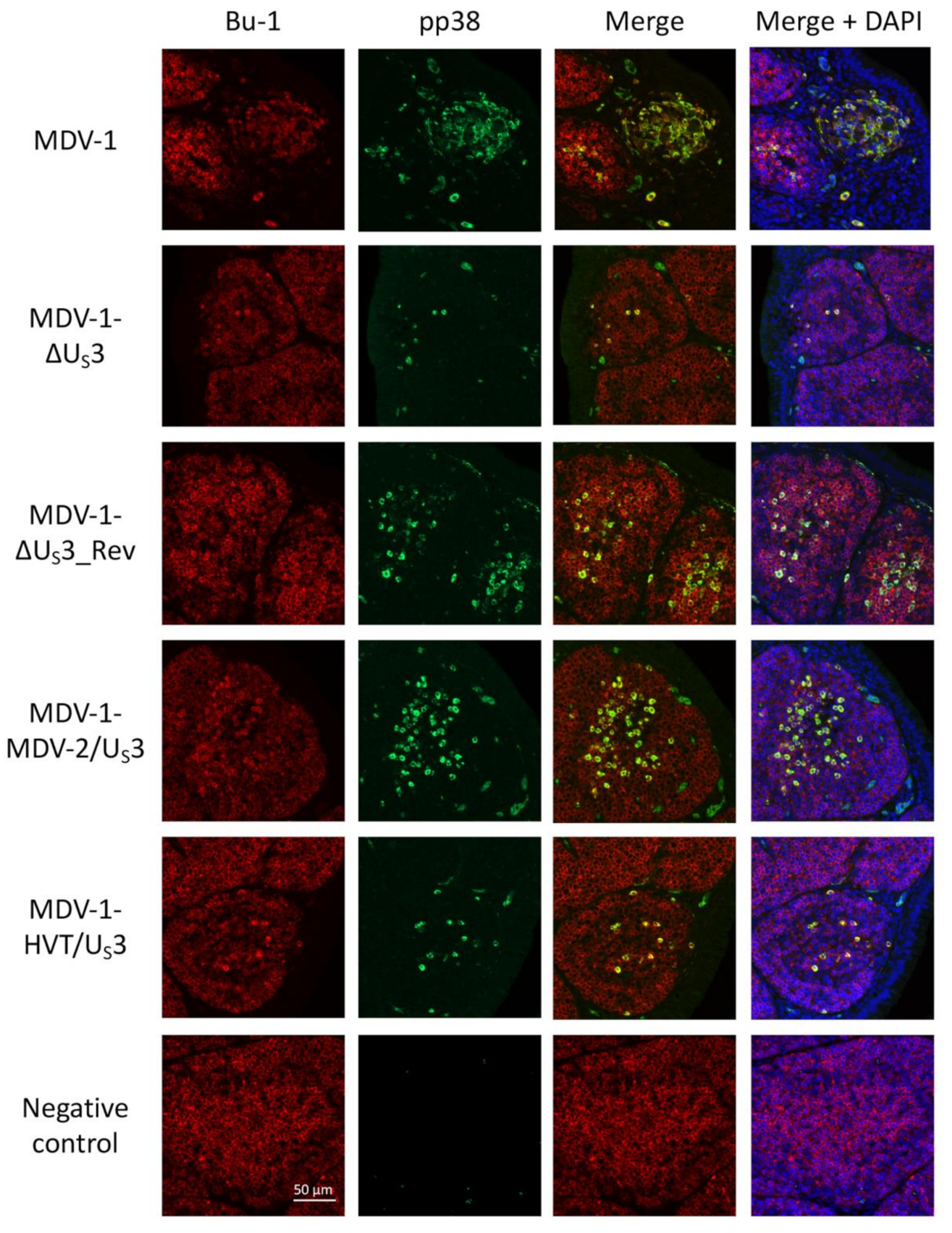Microorganisms 09 00785 g004 Microorganisms 09 00785 g004