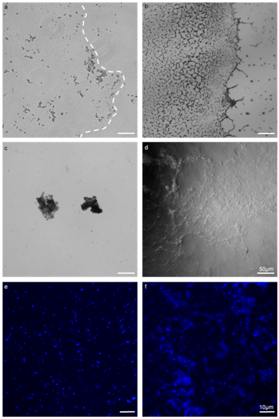 Microorganisms 09 00789 g001 Microorganisms 09 00789 g001
