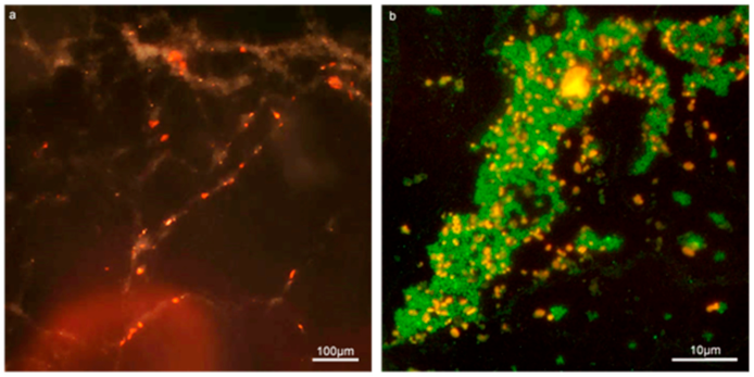 Microorganisms 09 00789 g002 Microorganisms 09 00789 g002
