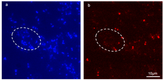 Microorganisms 09 00789 g006 Microorganisms 09 00789 g006