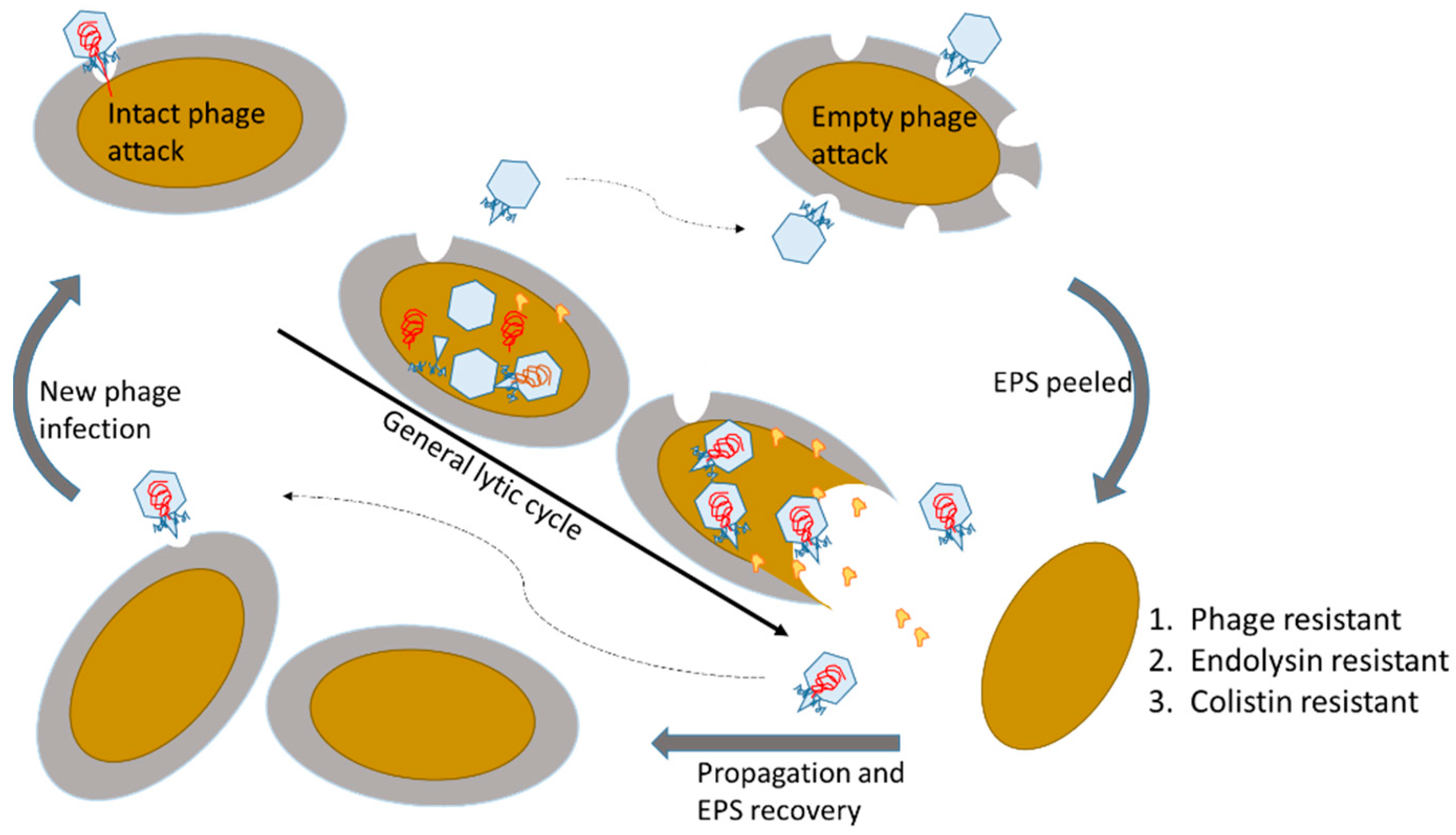 Microorganisms 09 00794 g005