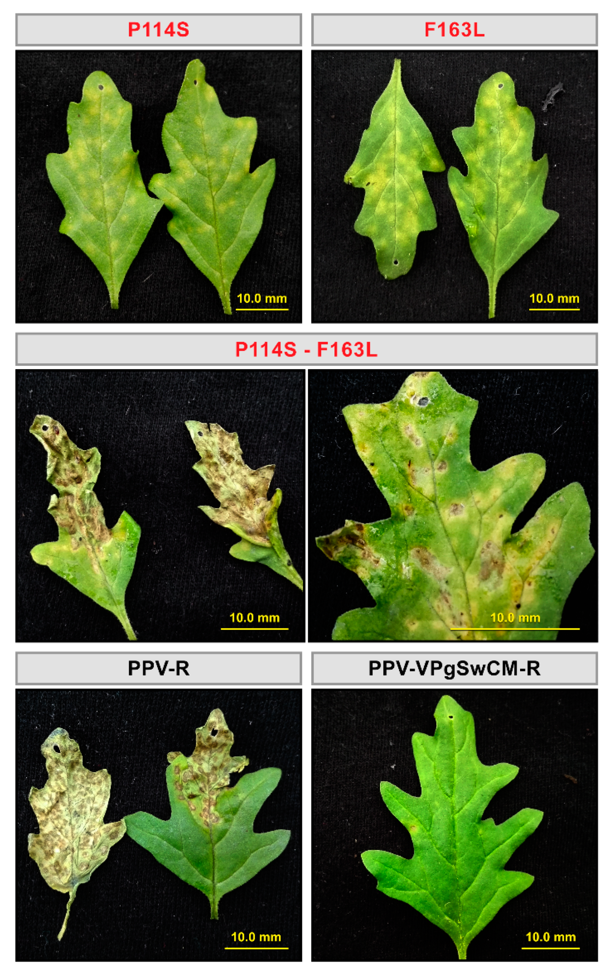 Microorganisms 09 00805 g004 Microorganisms 09 00805 g004