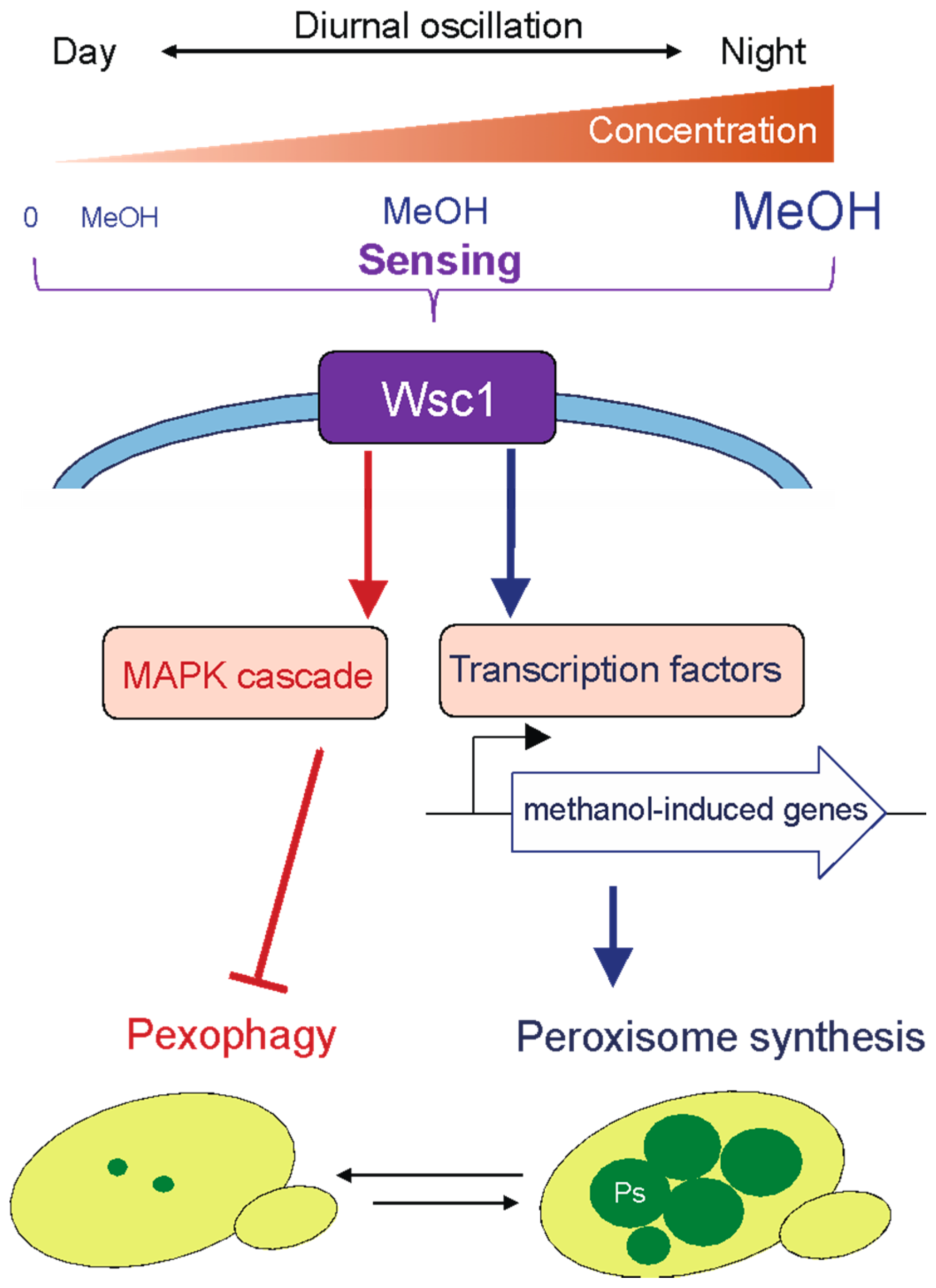 Microorganisms 09 00809 g002 Microorganisms 09 00809 g002