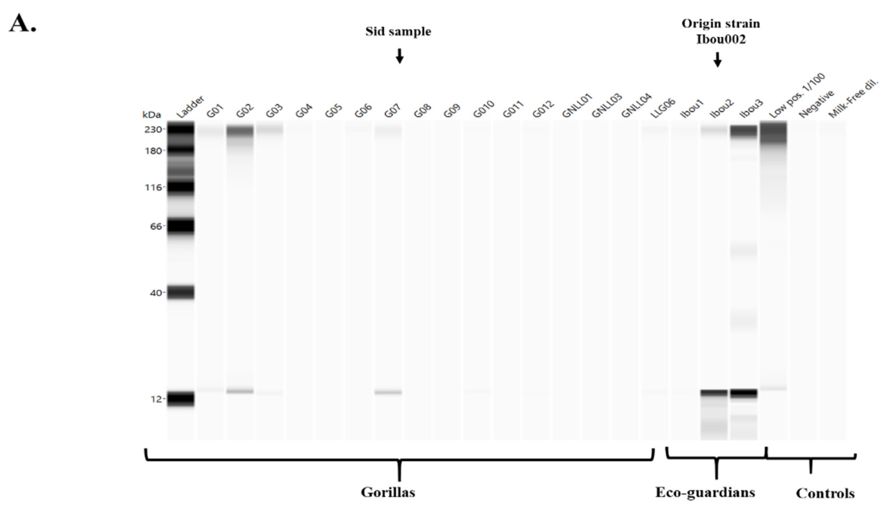 Microorganisms 09 00810 g007a Microorganisms 09 00810 g007a