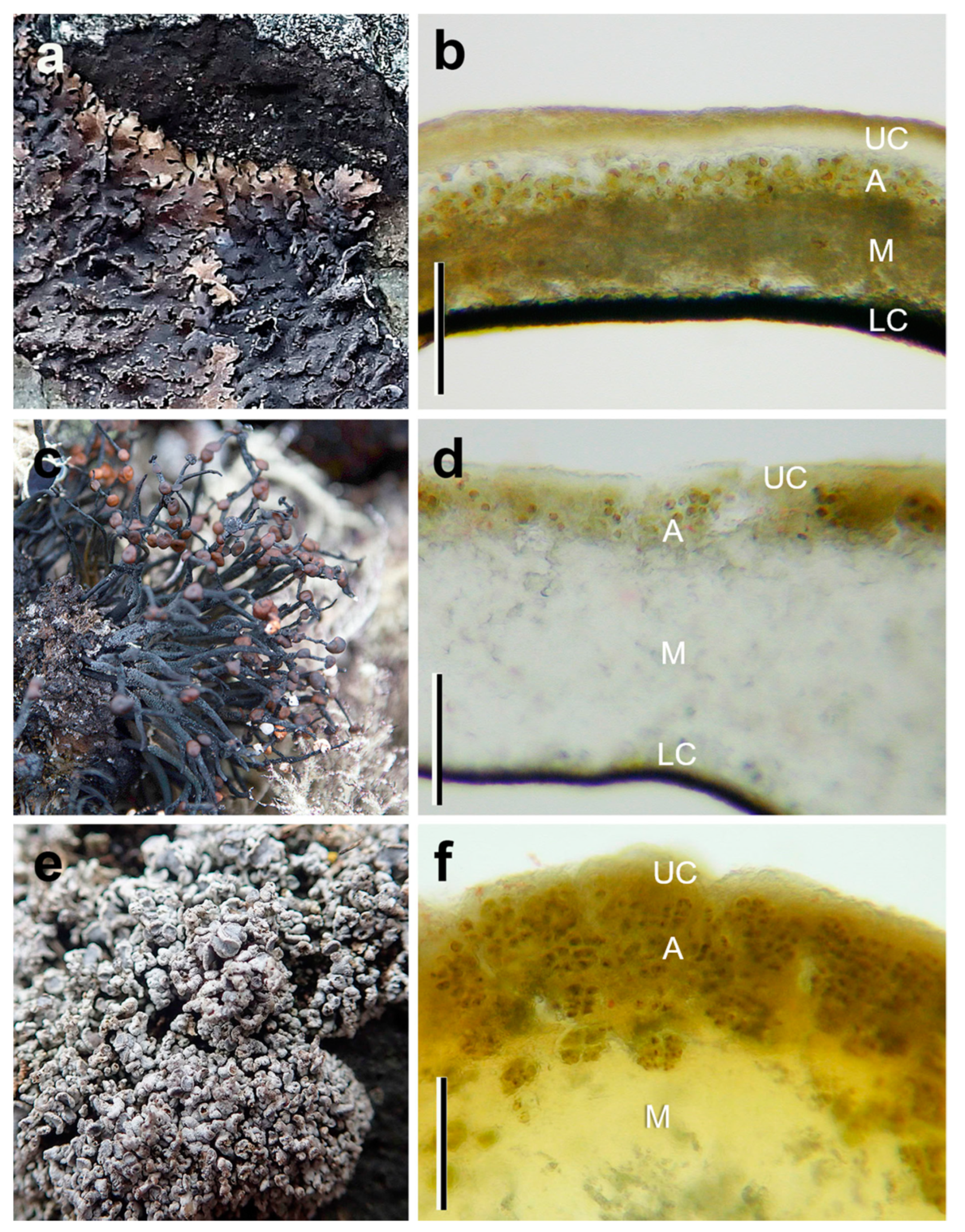 Microorganisms 09 00818 g002