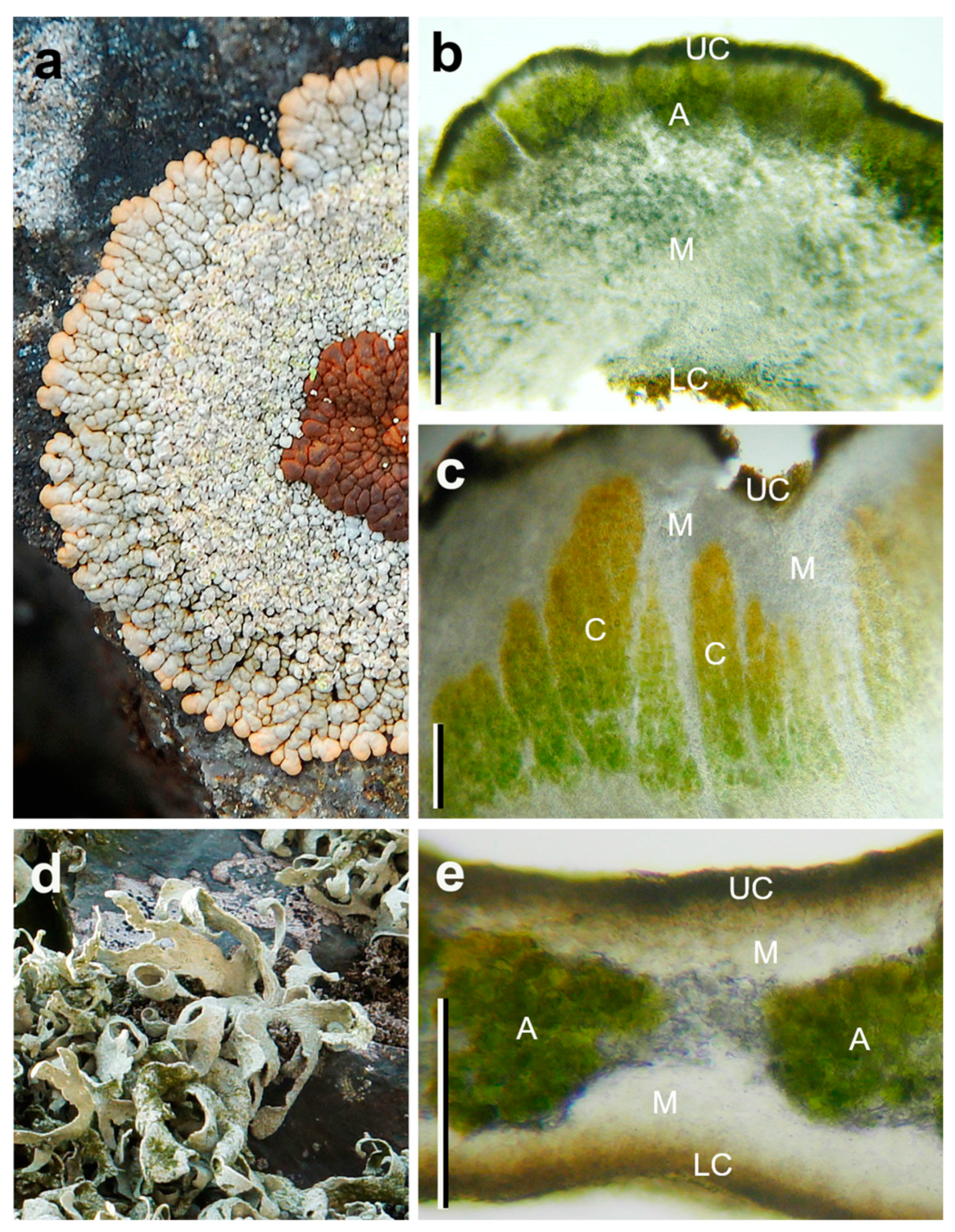 Microorganisms 09 00818 g003