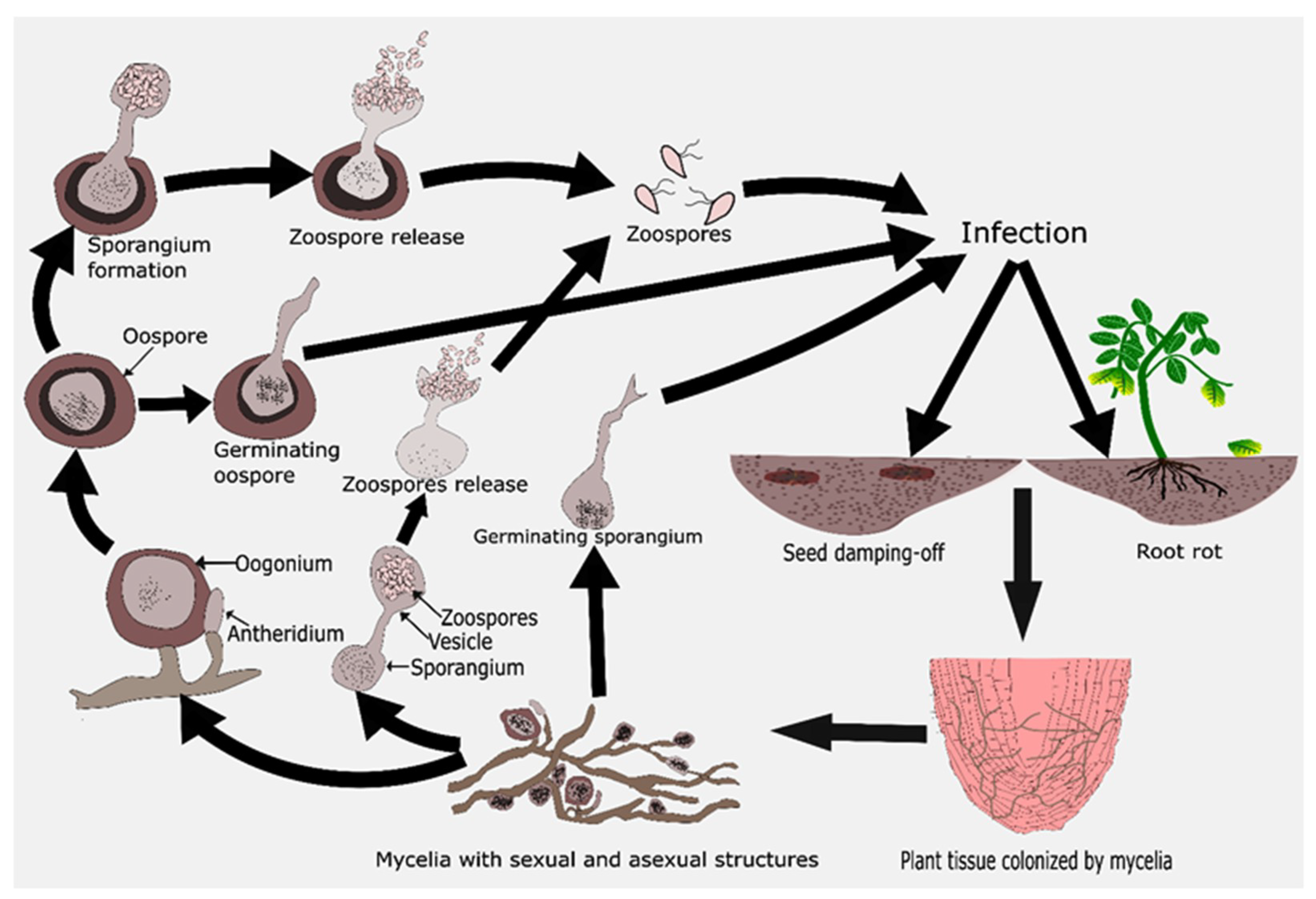 Microorganisms 09 00823 g002