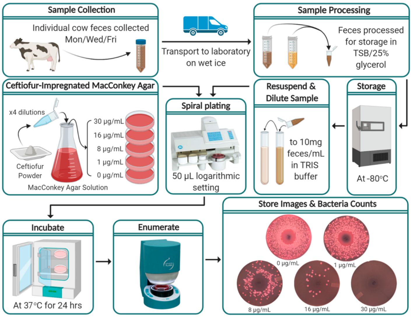 Microorganisms 09 00828 g001