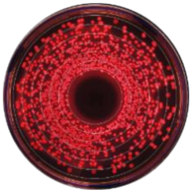 Microorganisms 09 00828 i001