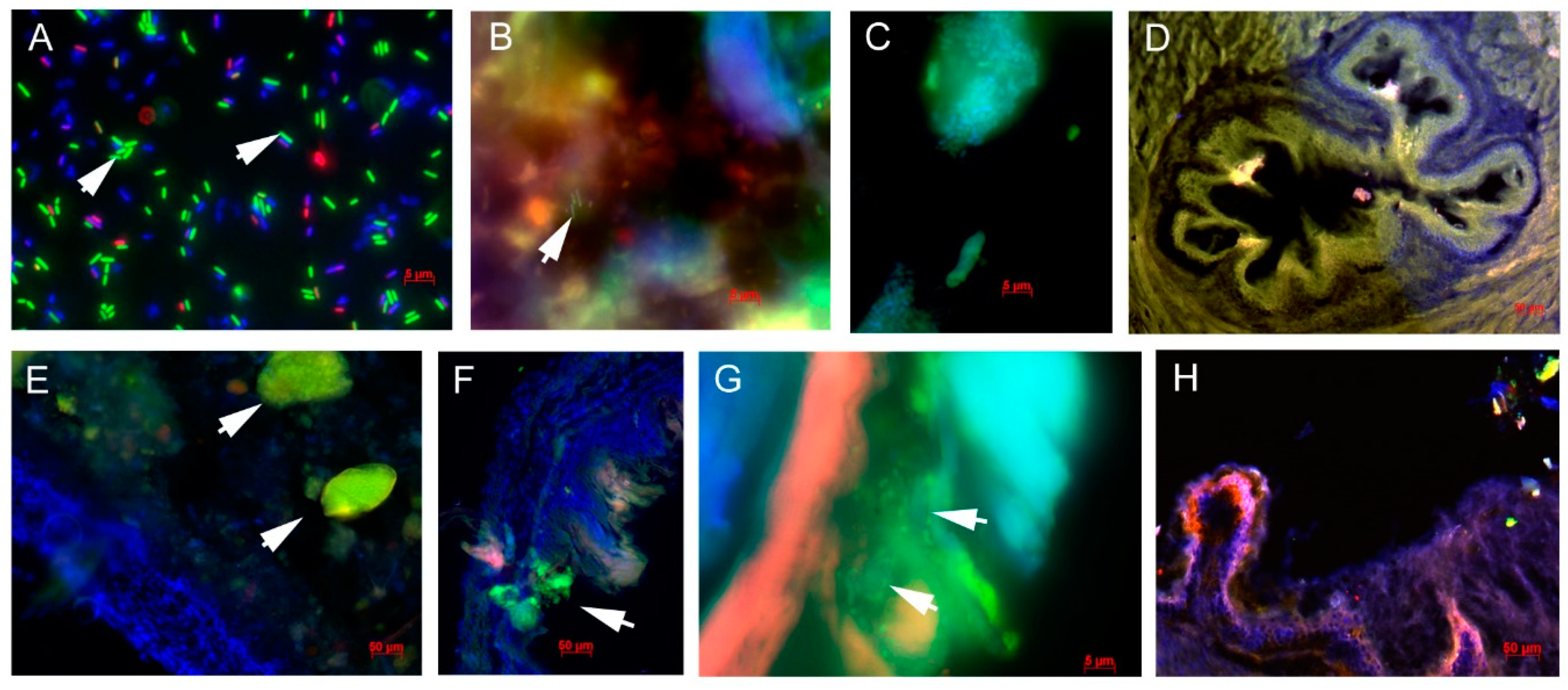 Microorganisms 09 00831 g009 Microorganisms 09 00831 g009