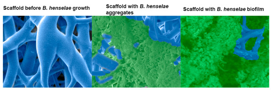 What Is in a Cat Scratch Growth of Bartonella henselae in a Biofilm