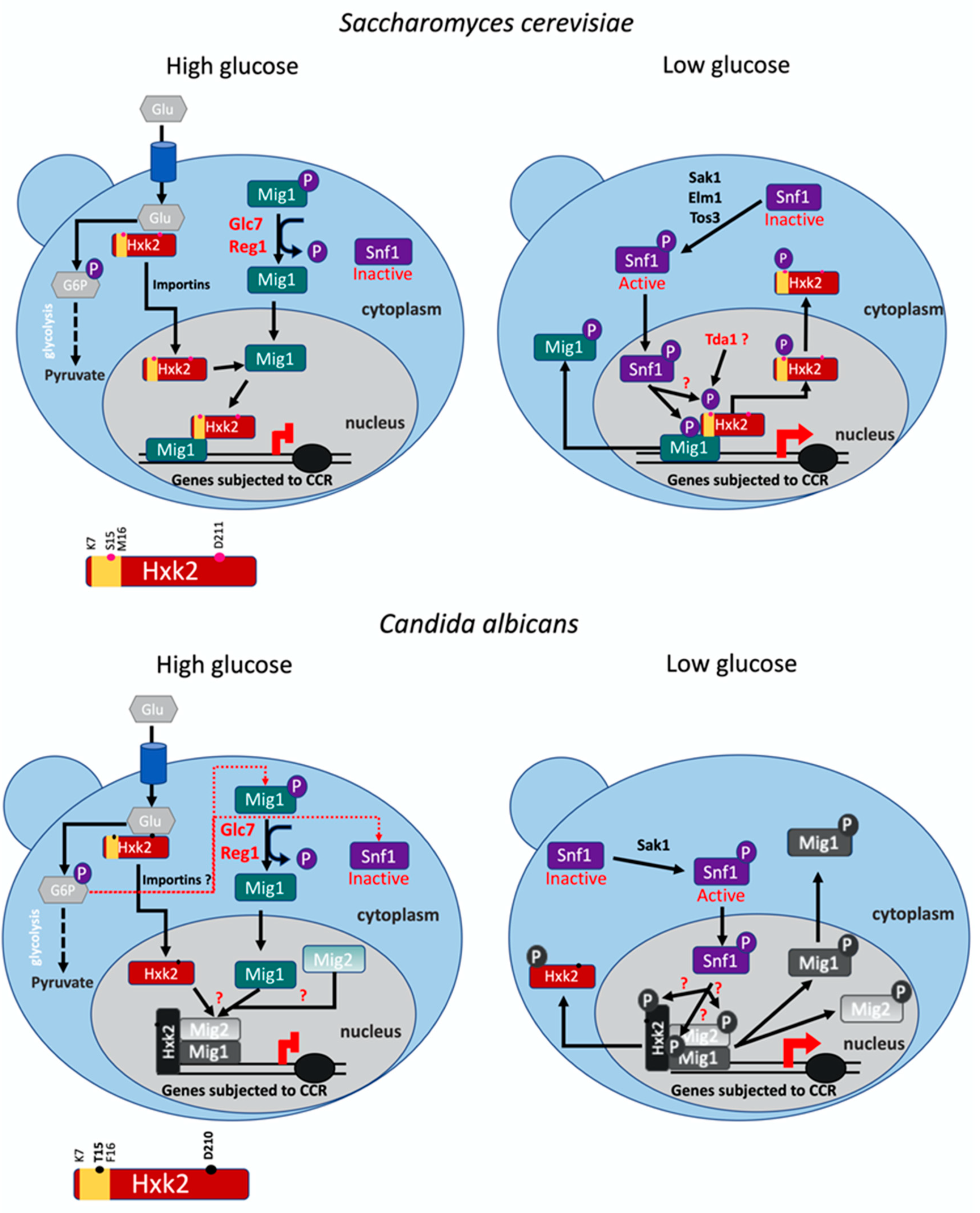 Microorganisms 09 00848 g007 Microorganisms 09 00848 g007