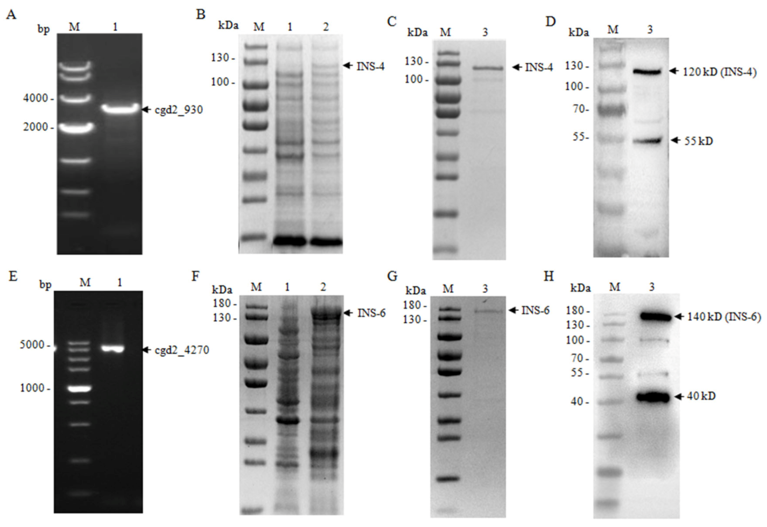 Microorganisms 09 00861 g002