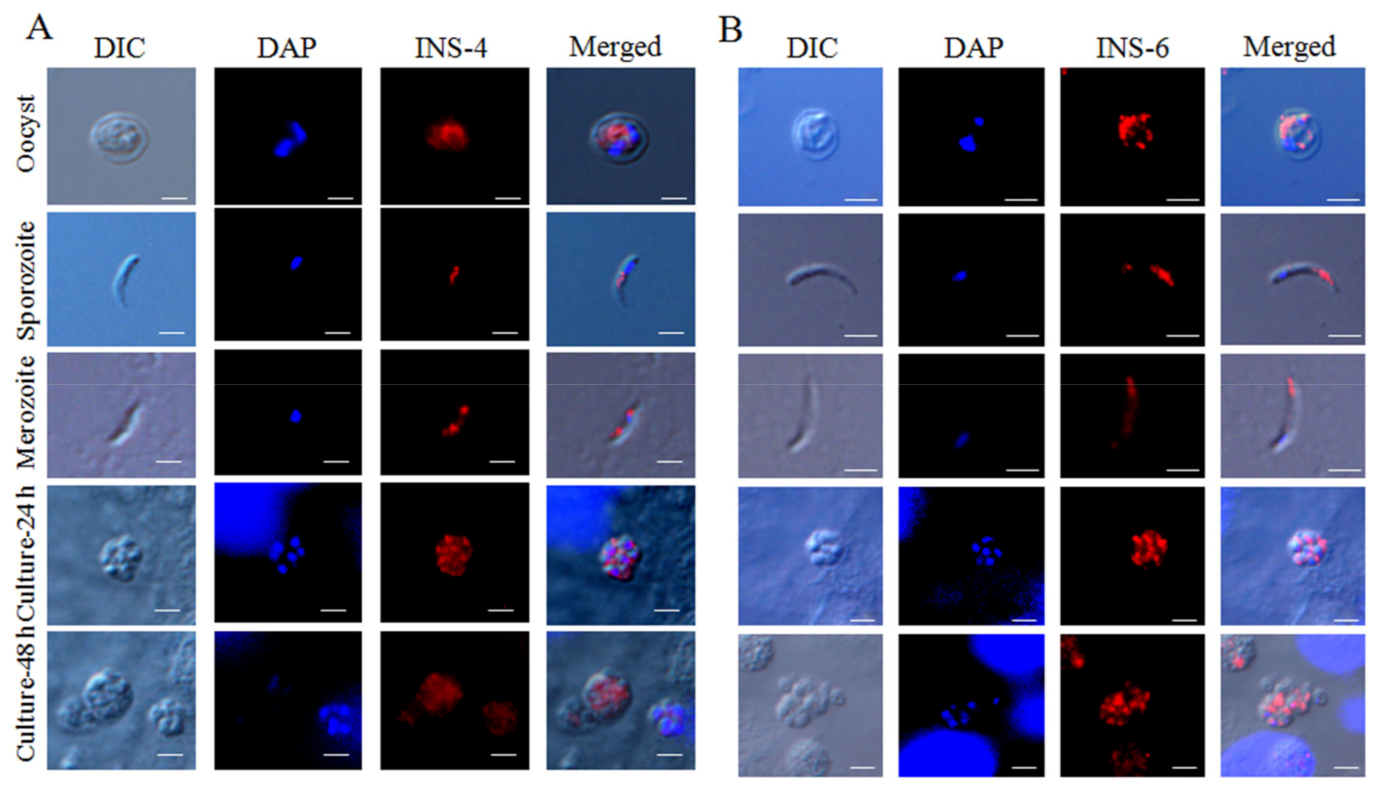 Microorganisms 09 00861 g005
