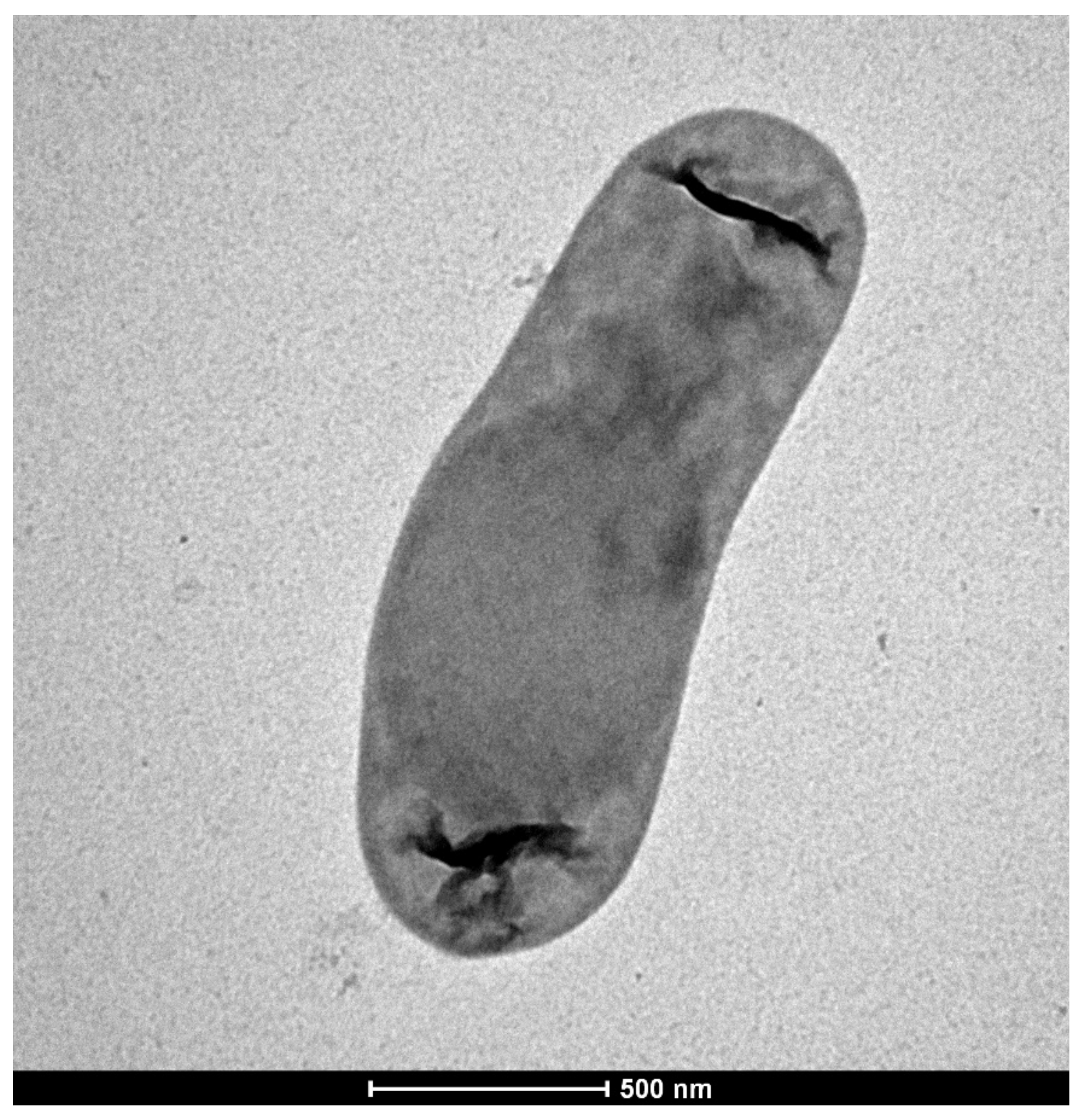 Microorganisms 09 00890 g001