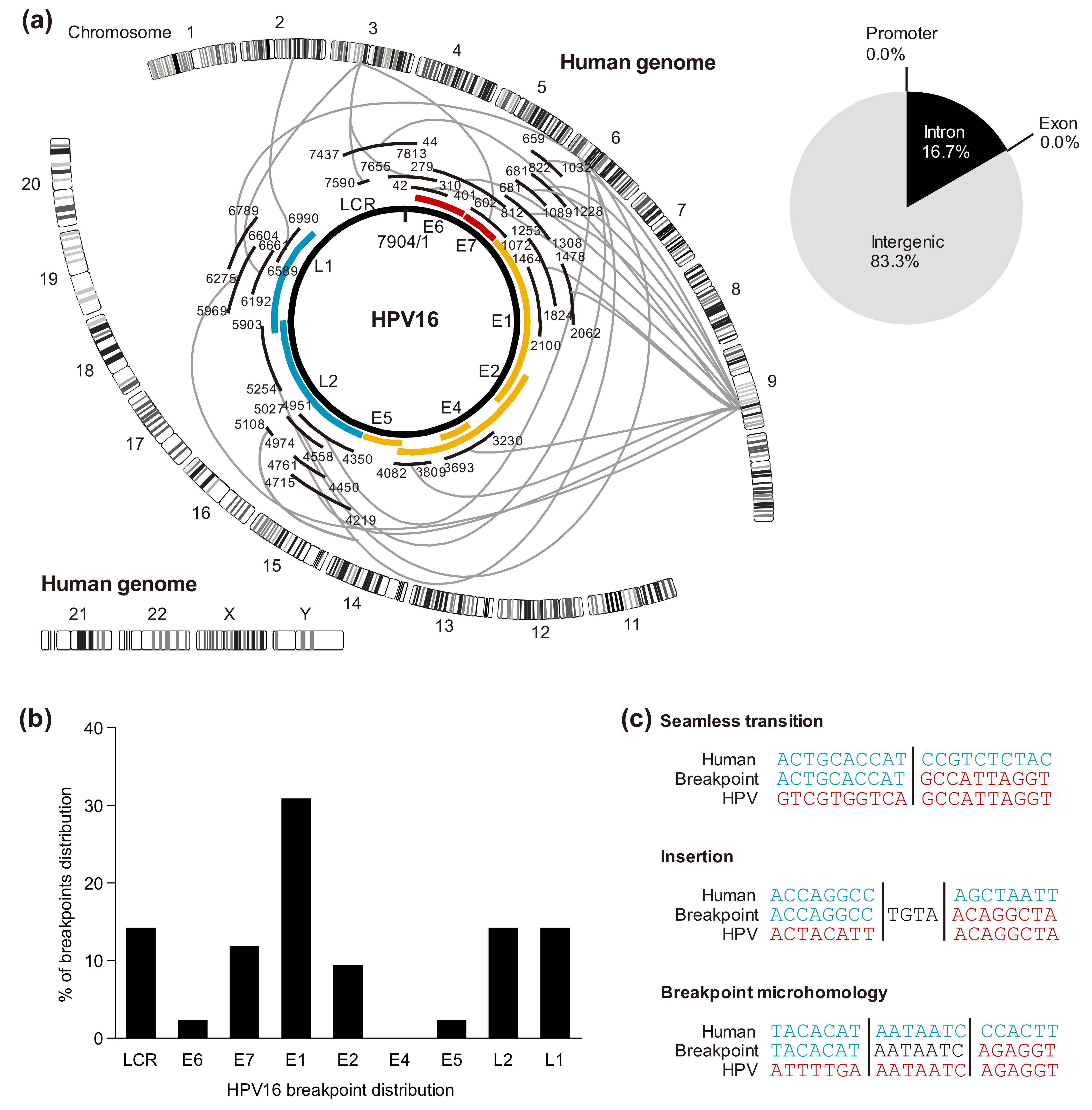 Pathogenic Role of Immune Evasion and Integration of Human
