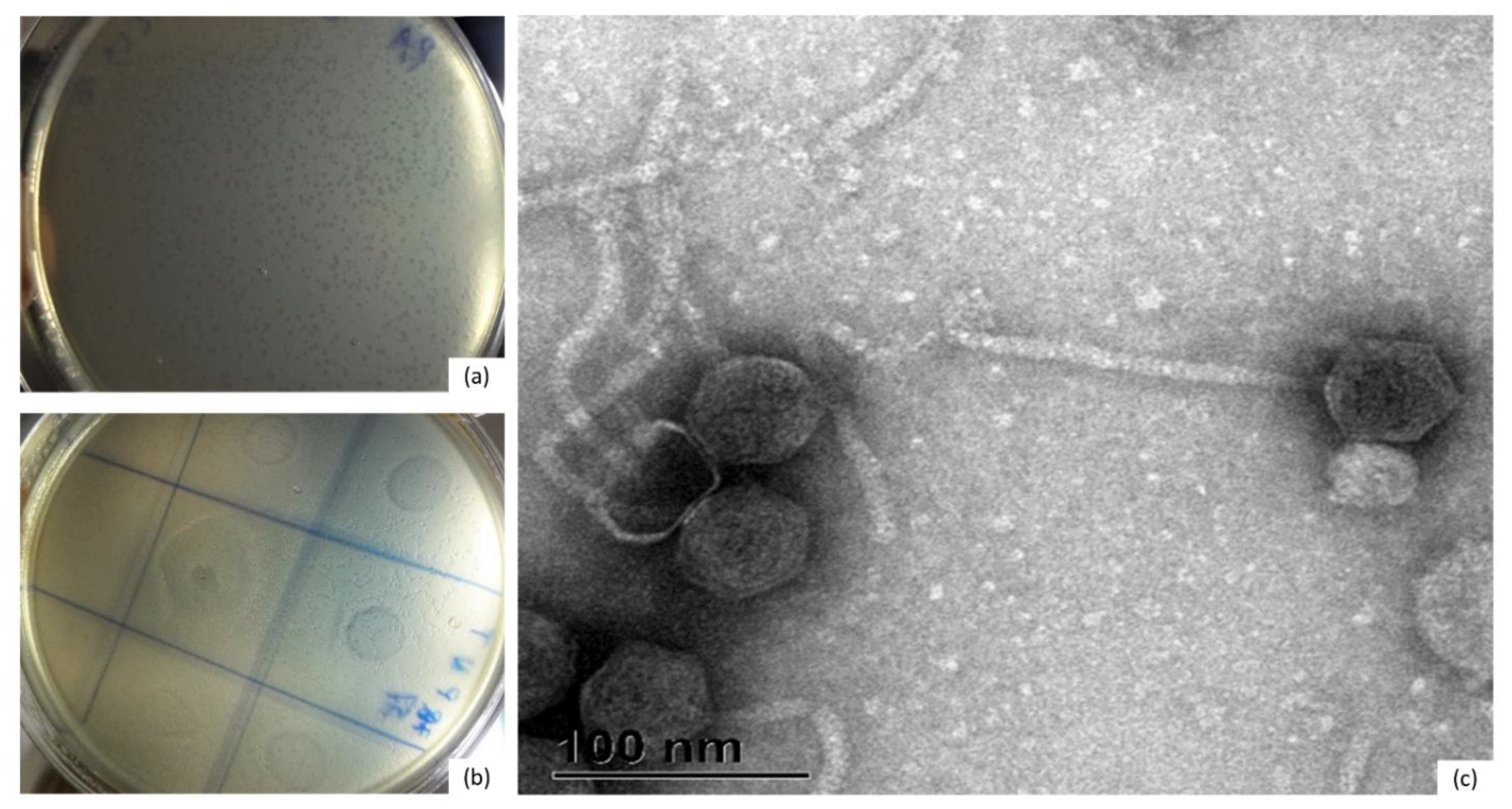 Microorganisms 09 00892 g001 Microorganisms 09 00892 g001