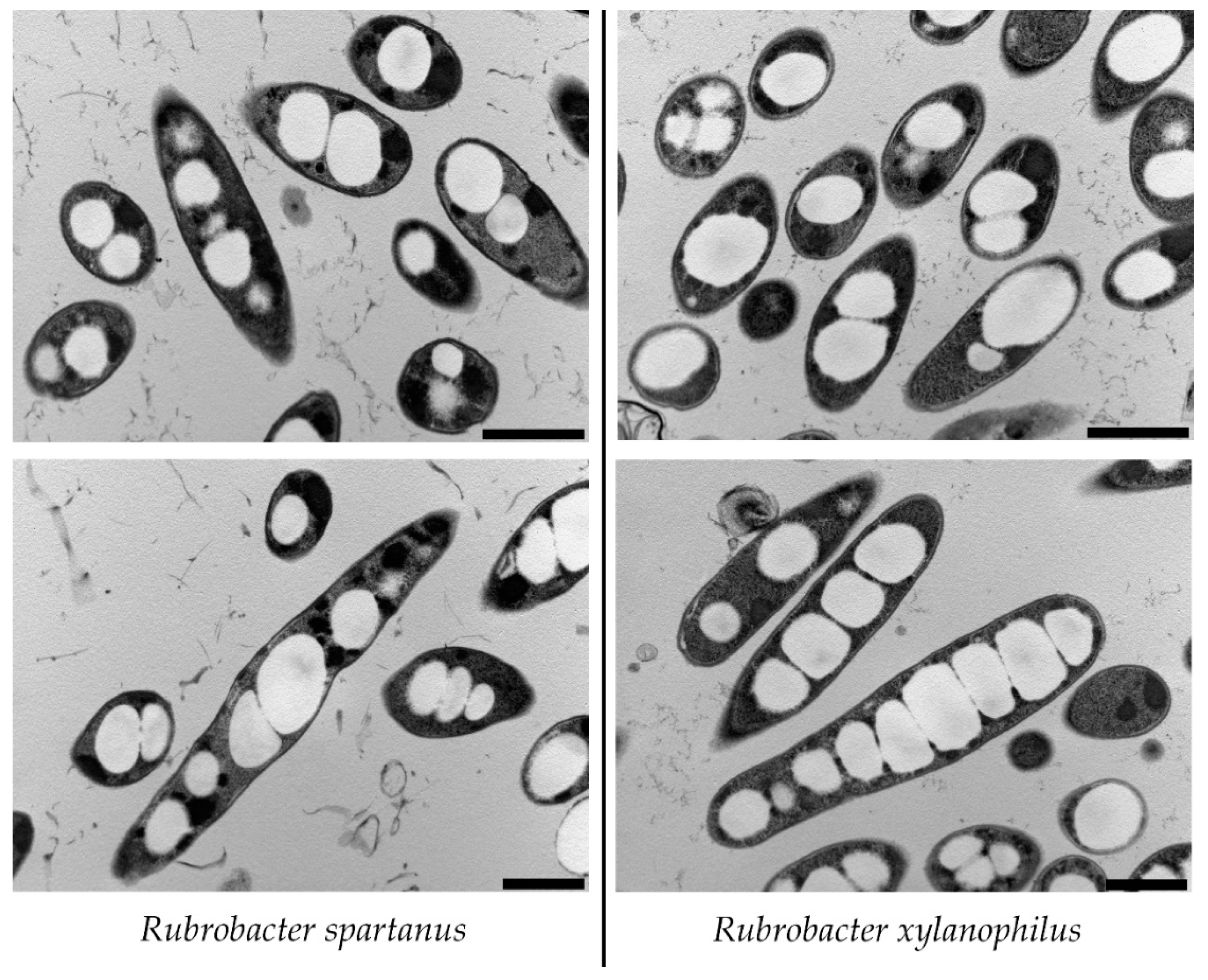 Microorganisms 09 00909 g001 Microorganisms 09 00909 g001