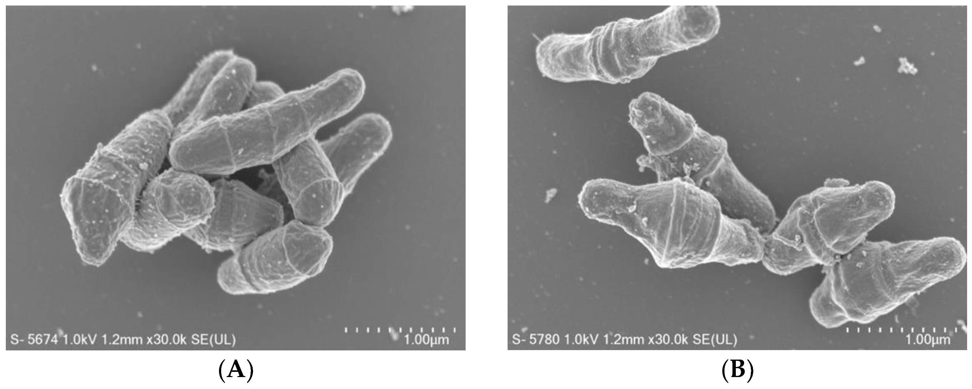 Microorganisms 09 00927 g002
