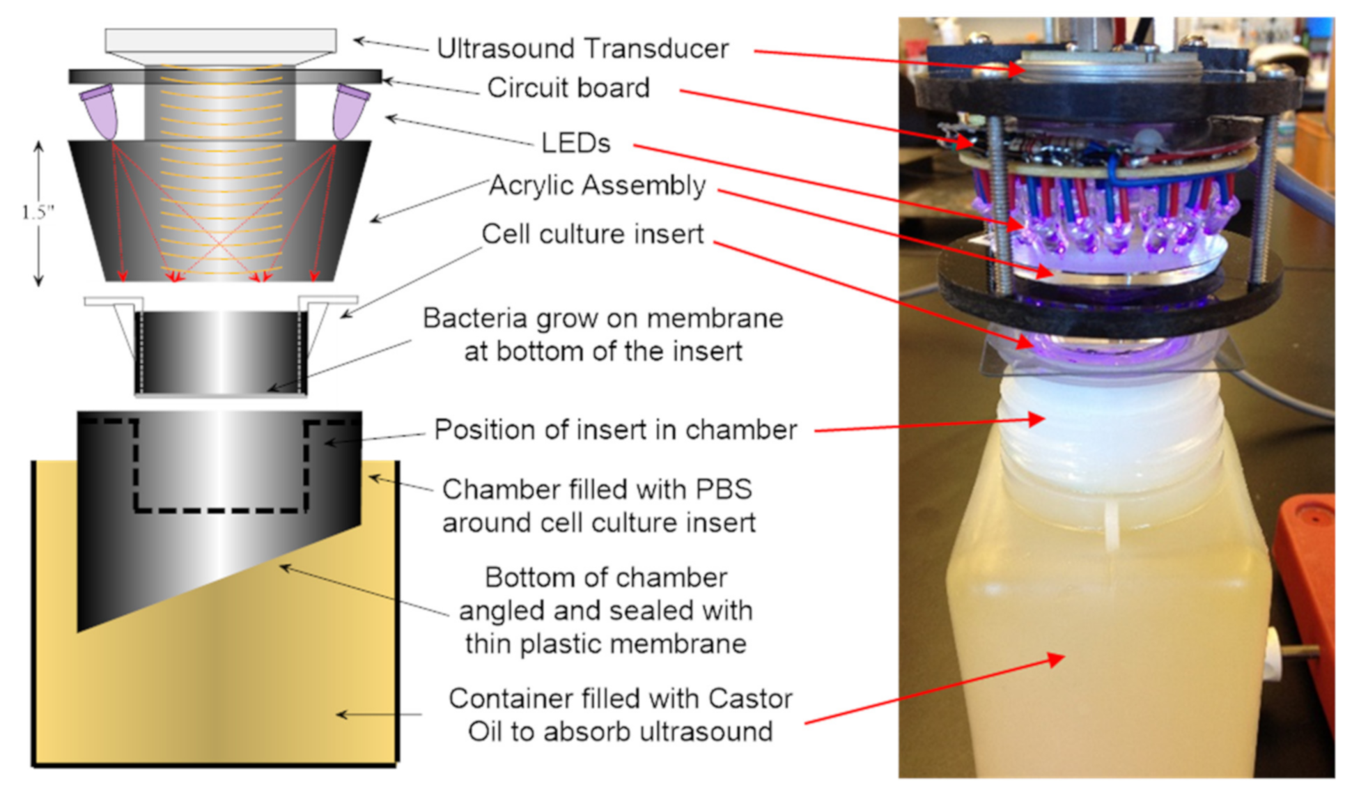 Microorganisms 09 00929 g001 Microorganisms 09 00929 g001