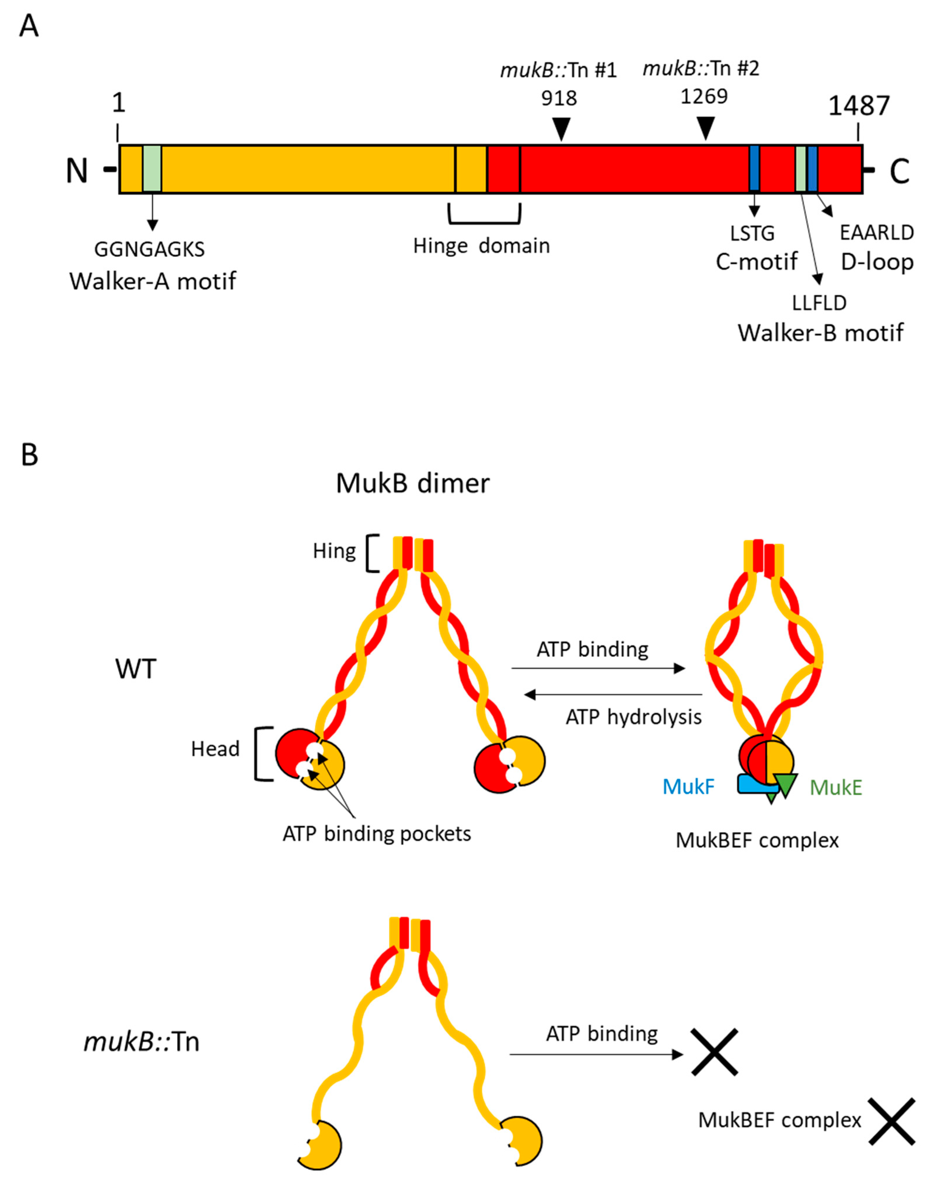 Microorganisms 09 00934 g001