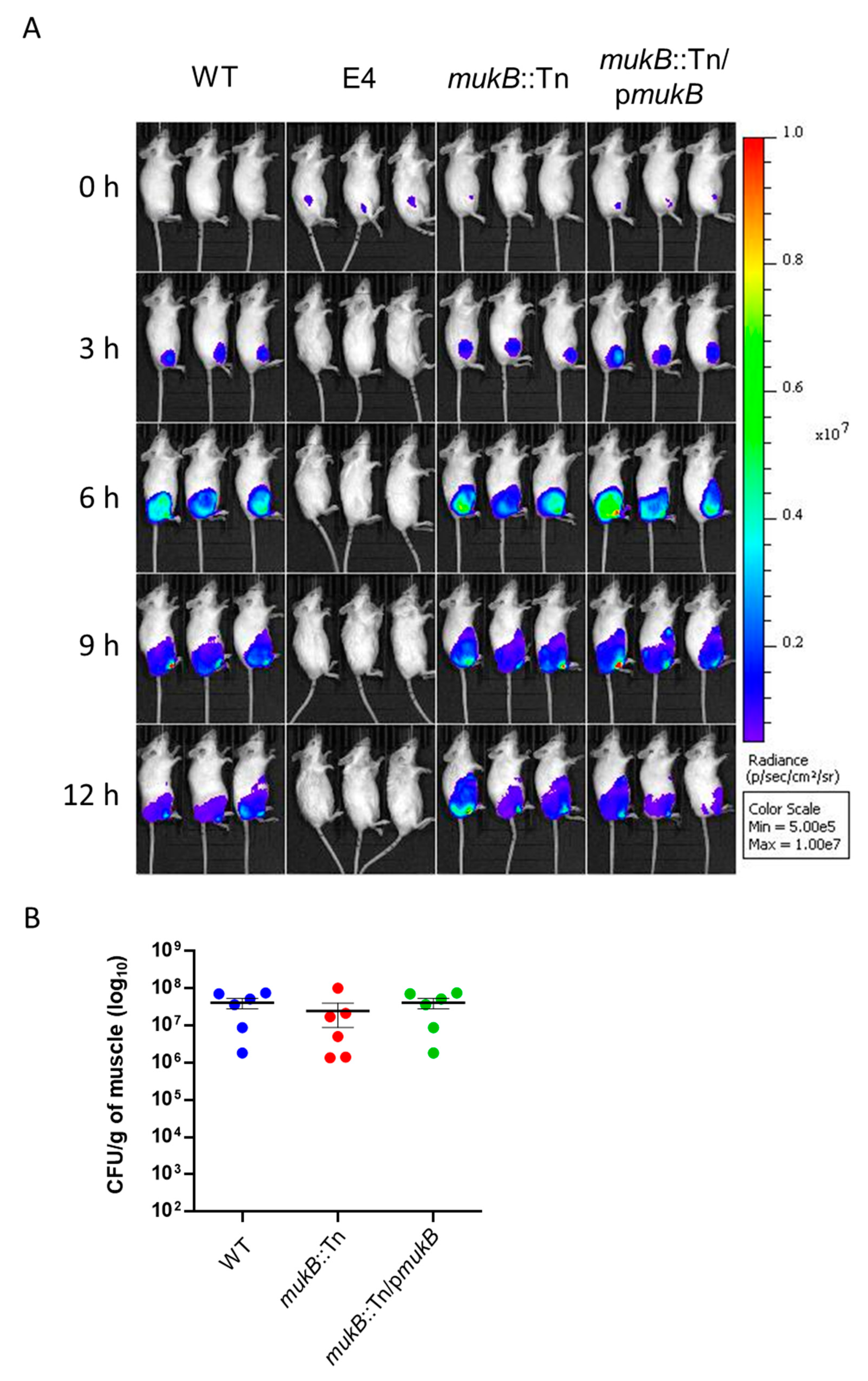 Microorganisms 09 00934 g004