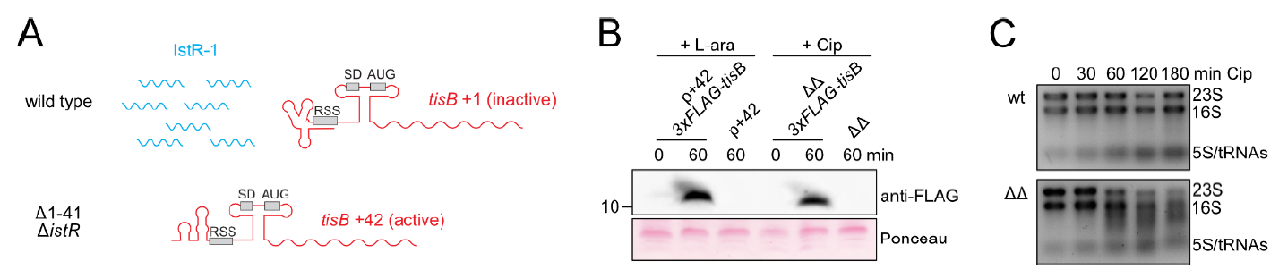 Microorganisms 09 00943 g002